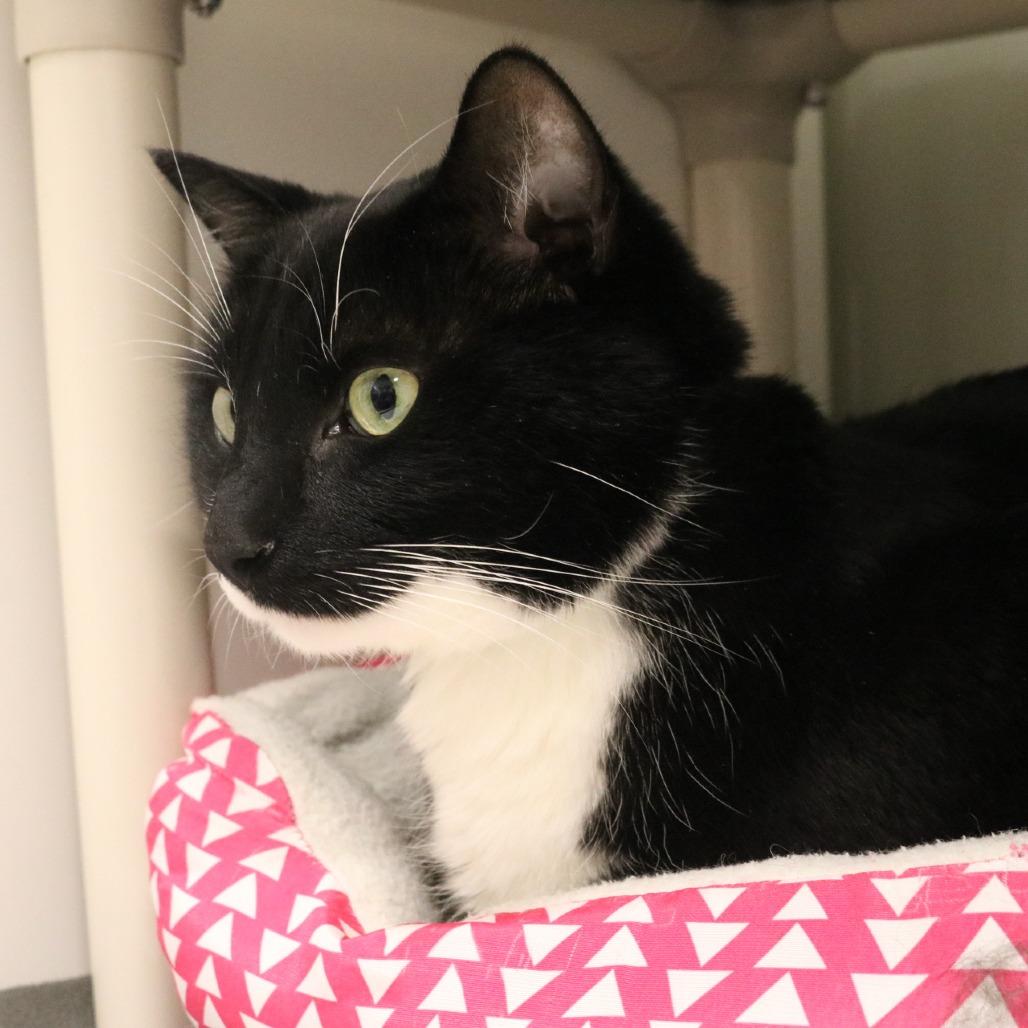 Enlarge Ollie, a Adoptable mixed breed in Saint Cloud, MN image 3/6