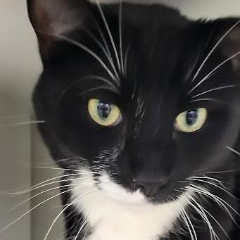 Enlarge Ollie, a Adoptable mixed breed in Saint Cloud, MN image 4/6