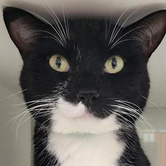 Enlarge Ollie, a Adoptable mixed breed in Saint Cloud, MN image 5/6