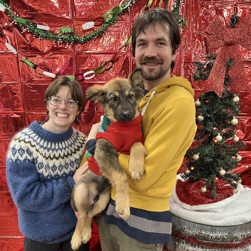 jake, Adoptable, Puppy Male Alaskan Malamute.