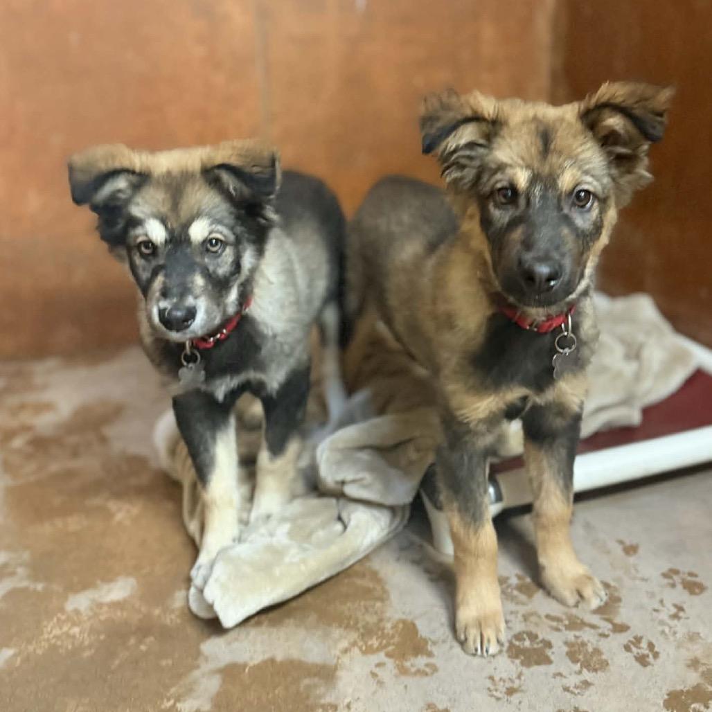 jake, a Adoptable mixed breed in Bellingham, WA image 2/6