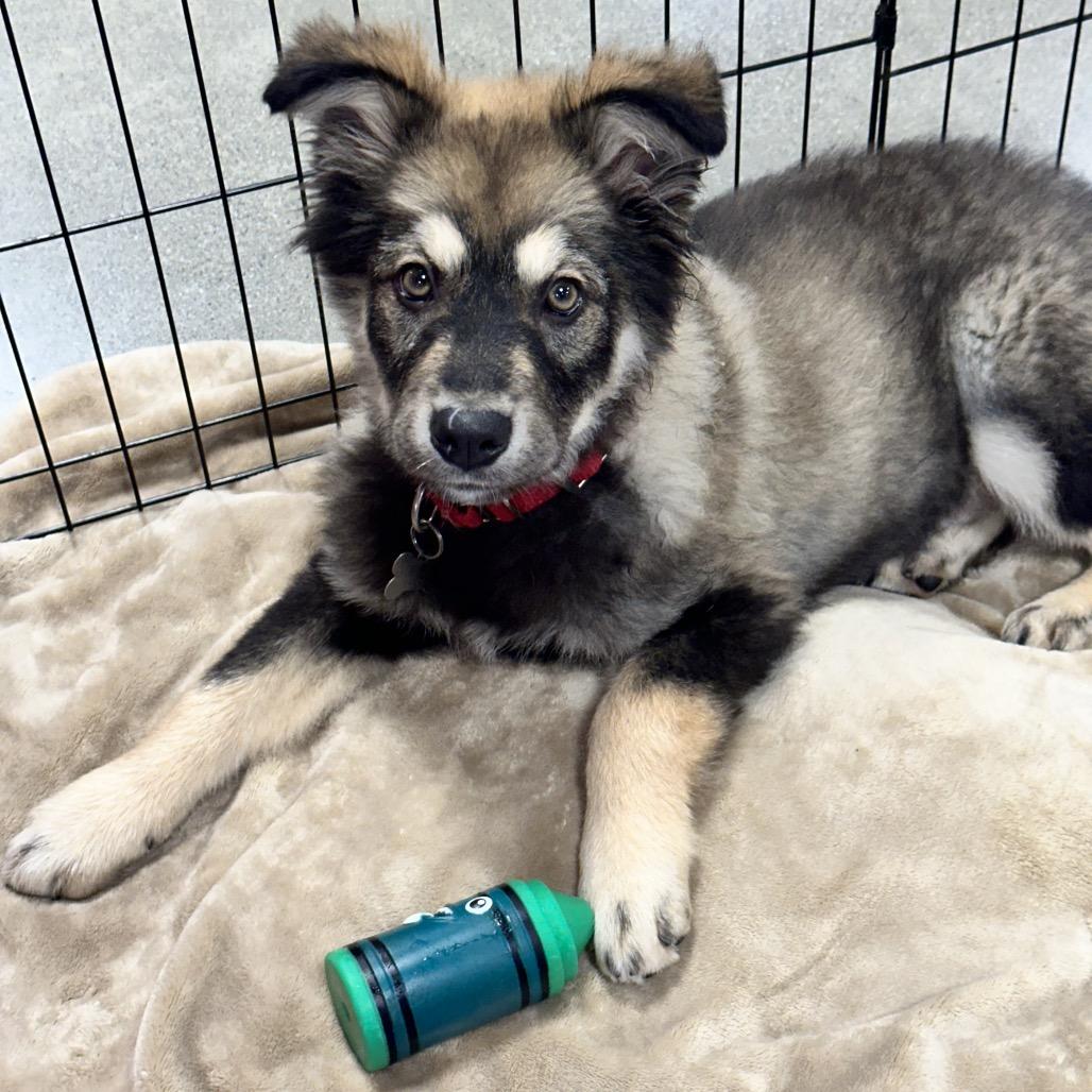 jake, a Adoptable mixed breed in Bellingham, WA image 3/6