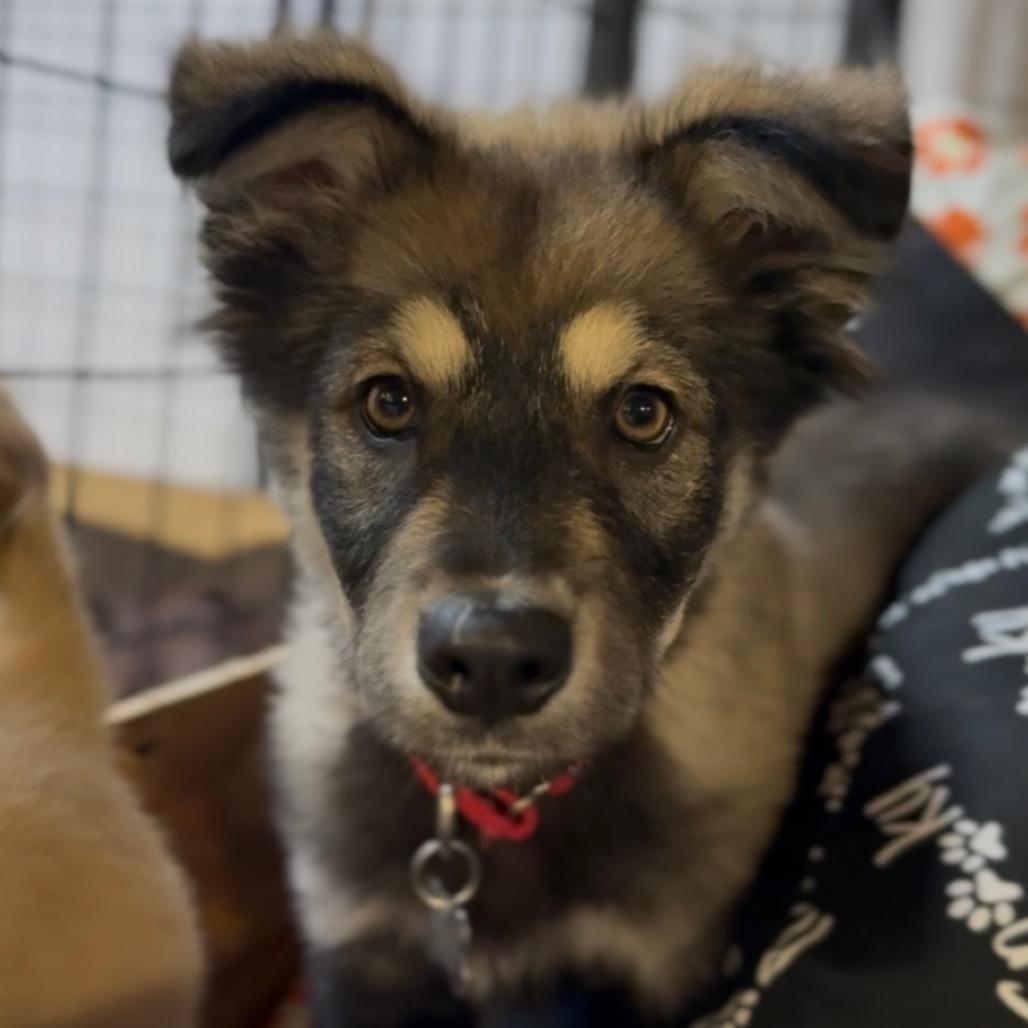 jake, a Adoptable mixed breed in Bellingham, WA image 4/6