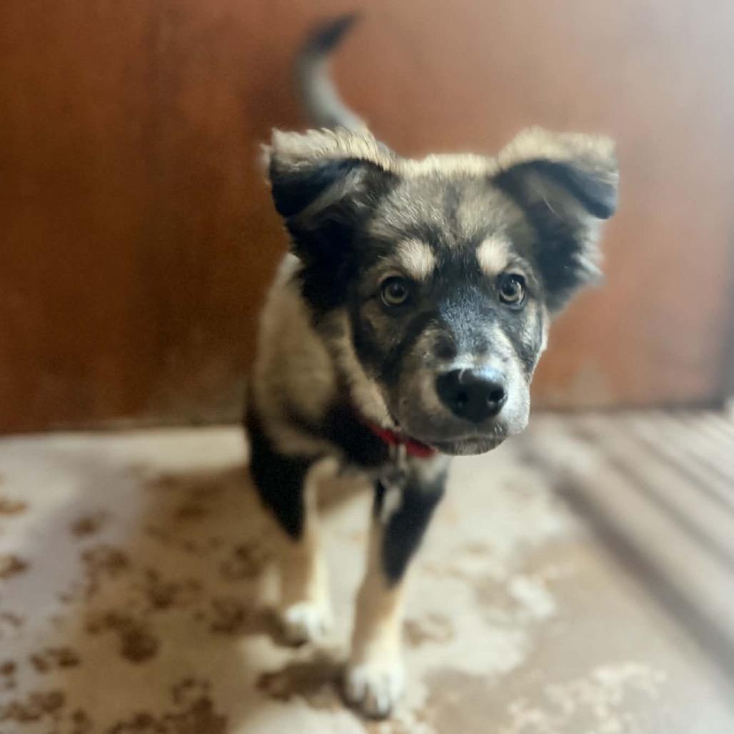 jake, a Adoptable mixed breed in Bellingham, WA image 5/6