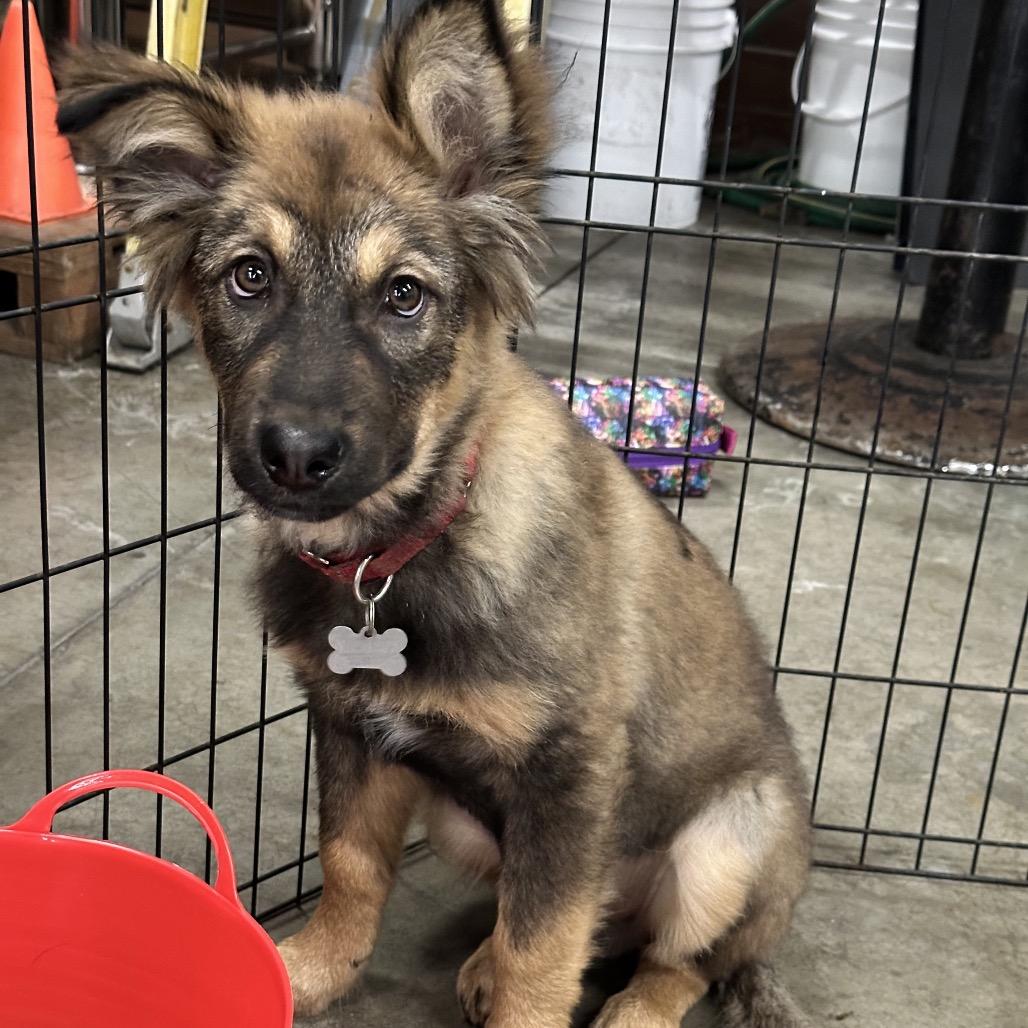 jake, a Adoptable mixed breed in Bellingham, WA image 6/6