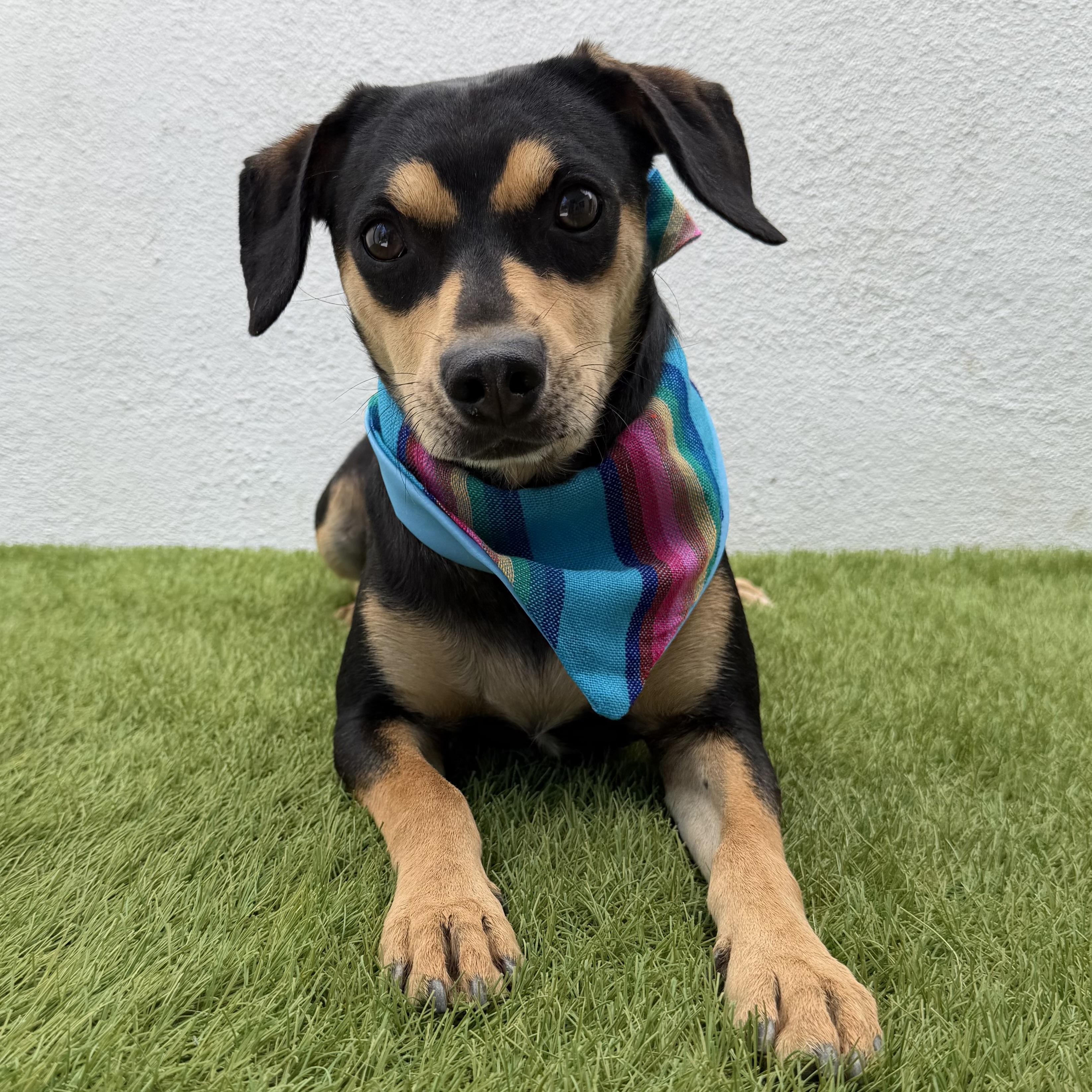 BENNY, an adopted mixed breed in La Jolla, CA image 2/6