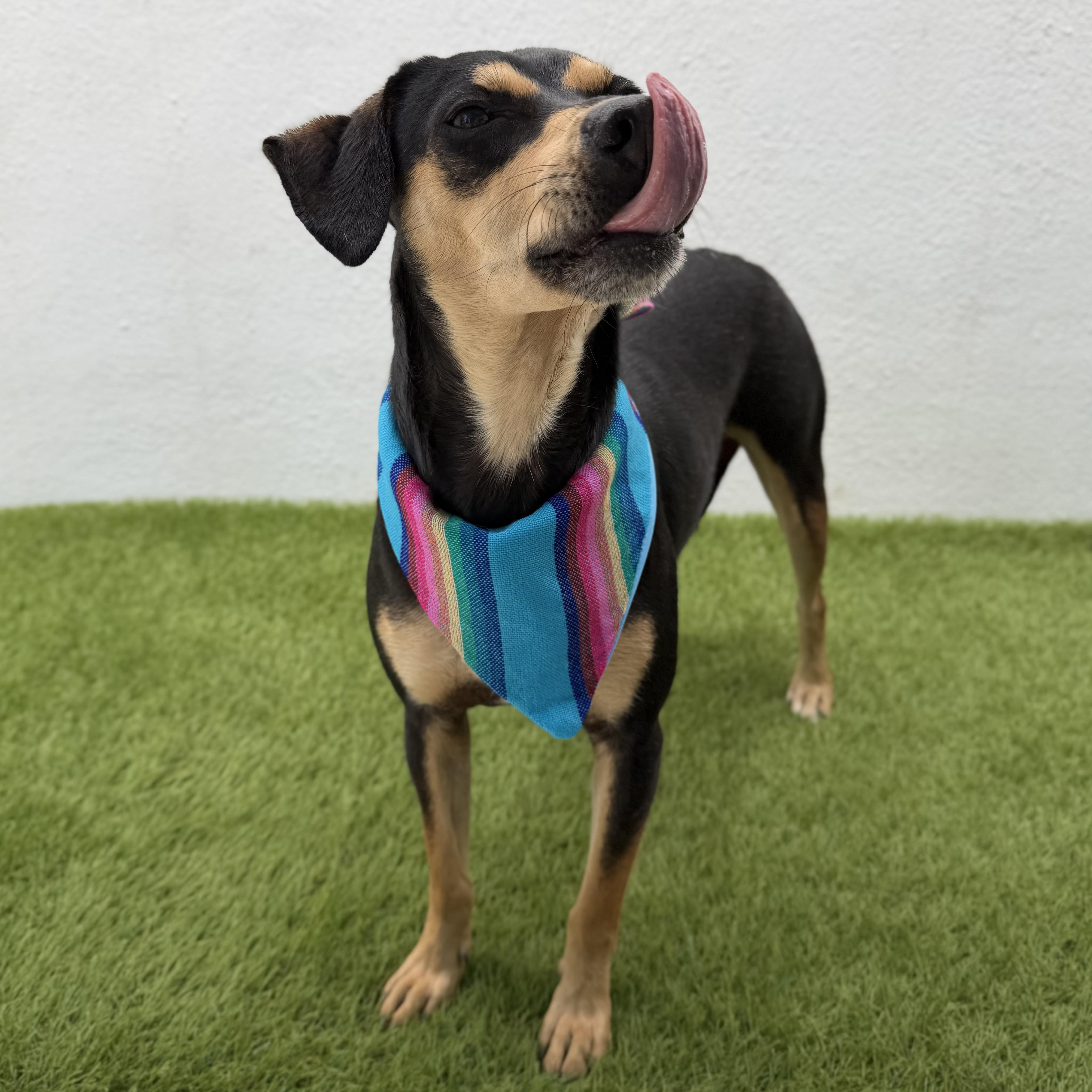 BENNY, an adopted mixed breed in La Jolla, CA image 5/6