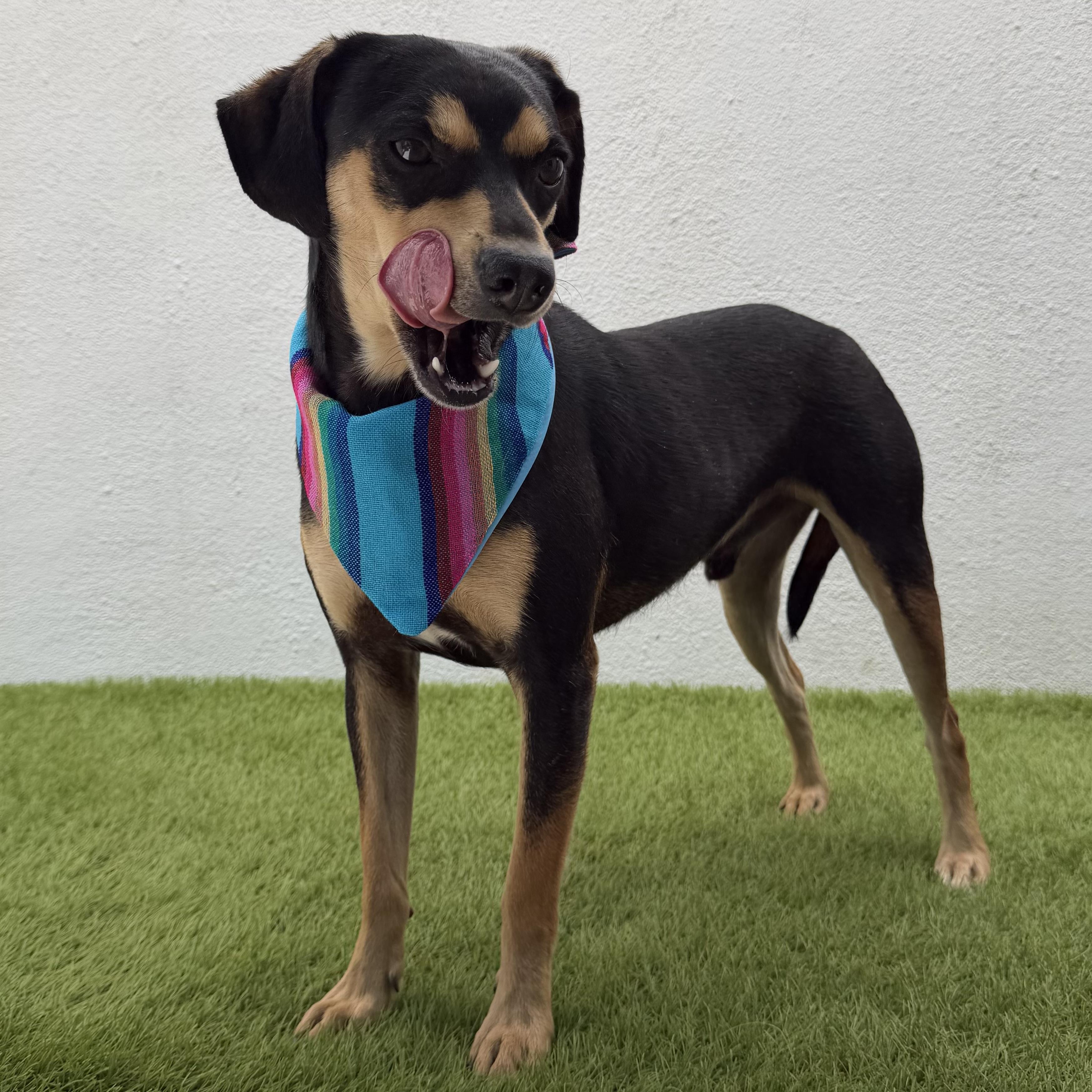 BENNY, an adopted mixed breed in La Jolla, CA image 4/6
