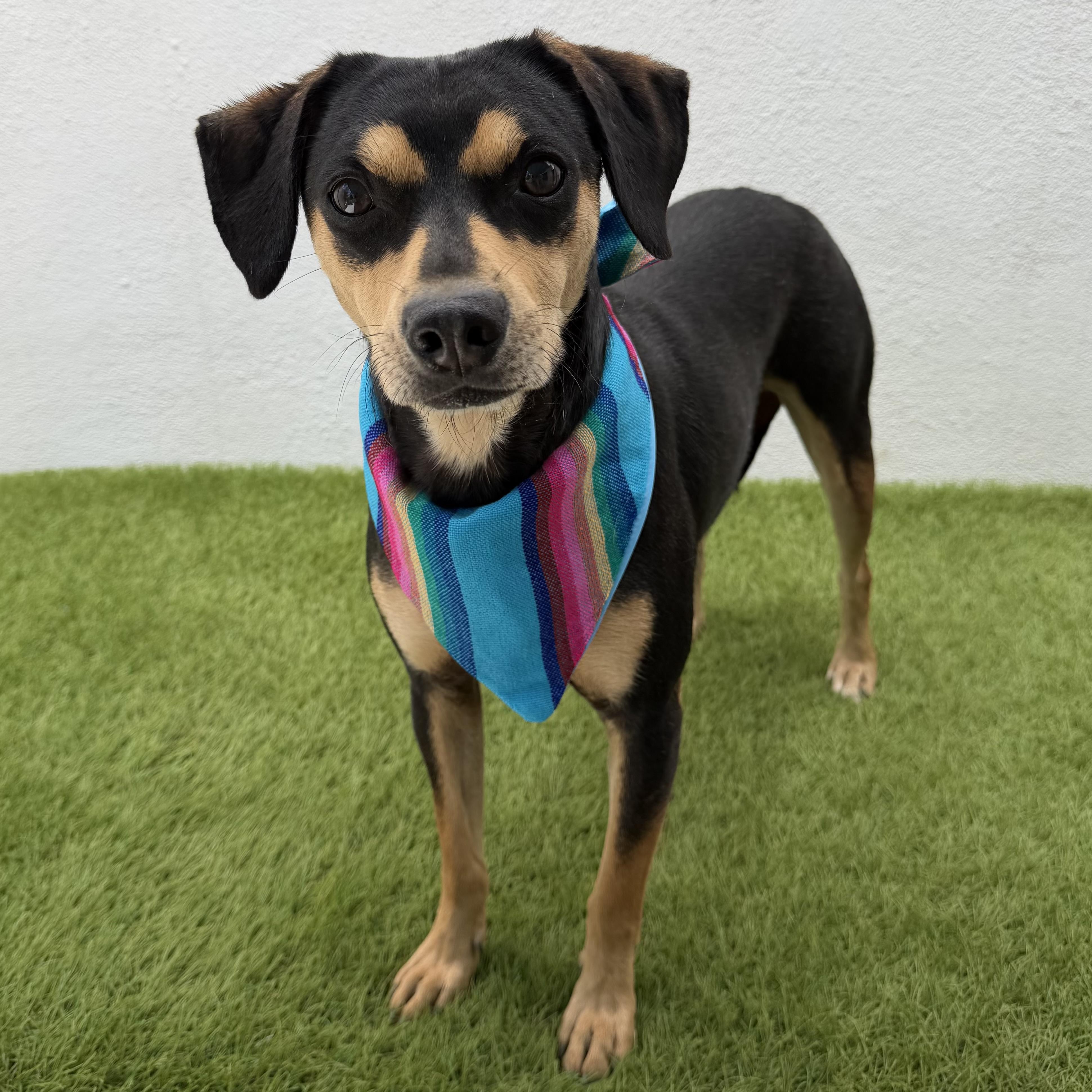 BENNY, an adopted mixed breed in La Jolla, CA image 3/6