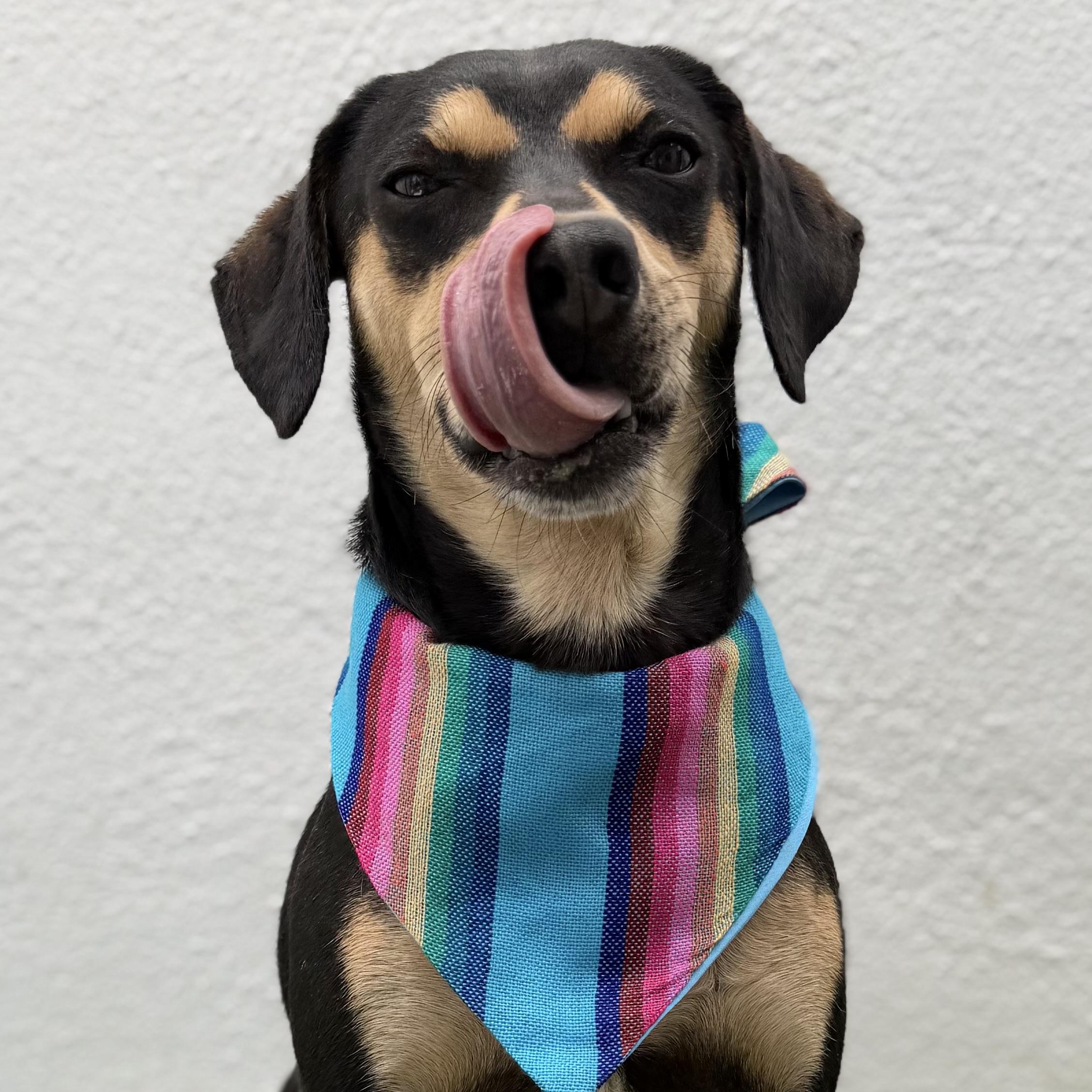 BENNY, adopted, Young Male Miniature Pinscher & Chihuahua.
