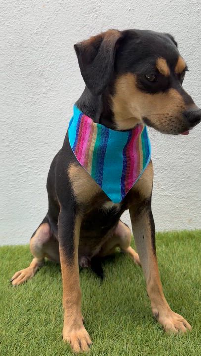 Enlarge BENNY, an adopted mixed breed in La Jolla, CA video 6/6