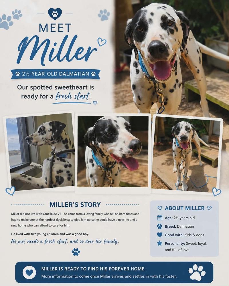 Miller, a Adoptable Dalmatian in Norfolk, MA image 2/2