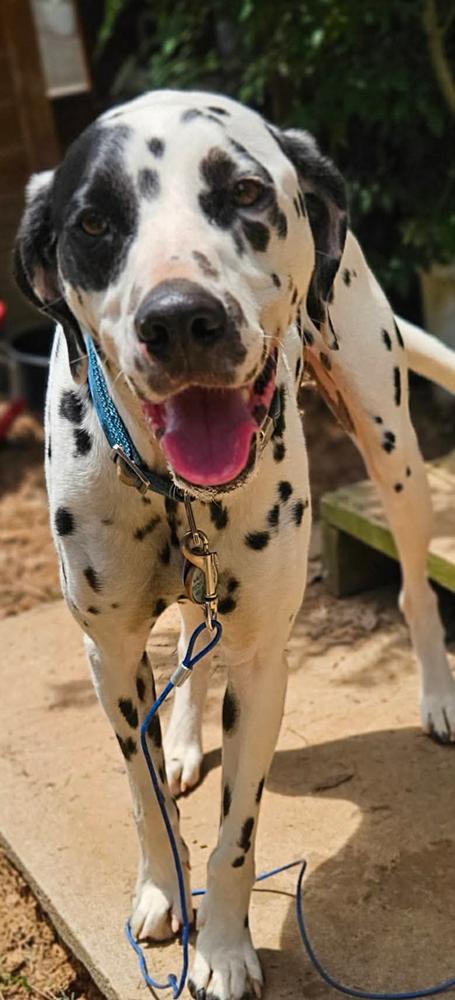 Miller, Adoptable, Adult Male Dalmatian.
