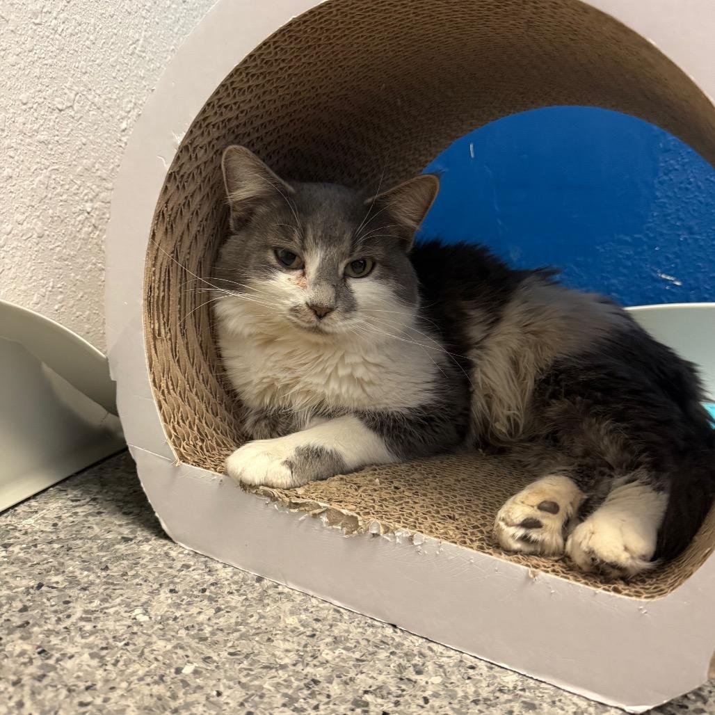 Janika, Adoptable, Adult Female Domestic Long Hair.