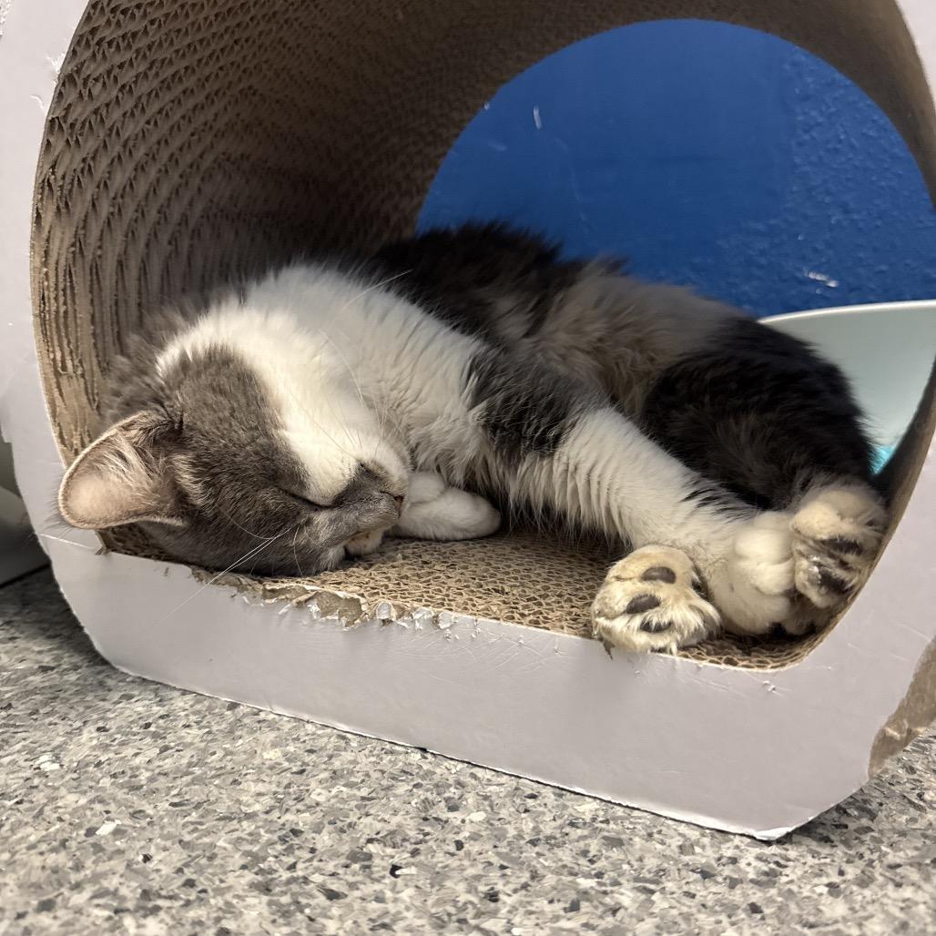 Enlarge Janika, a Adoptable Domestic Long Hair in Chaska, MN image 2/3