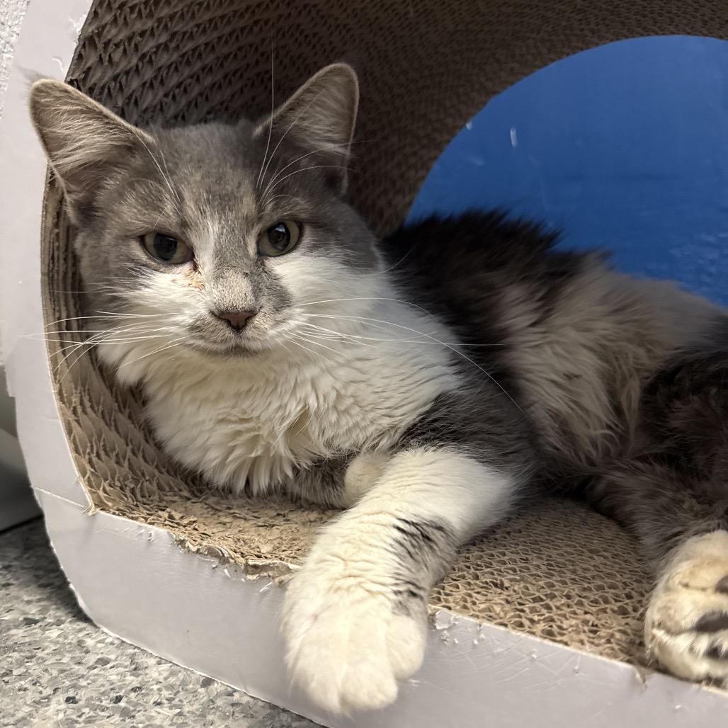 Enlarge Janika, a Adoptable Domestic Long Hair in Chaska, MN image 3/3