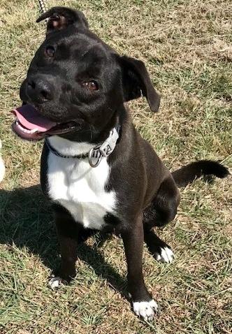Page, Adopted, Adult Male Labrador Retriever & American Staffordshire Terrier.