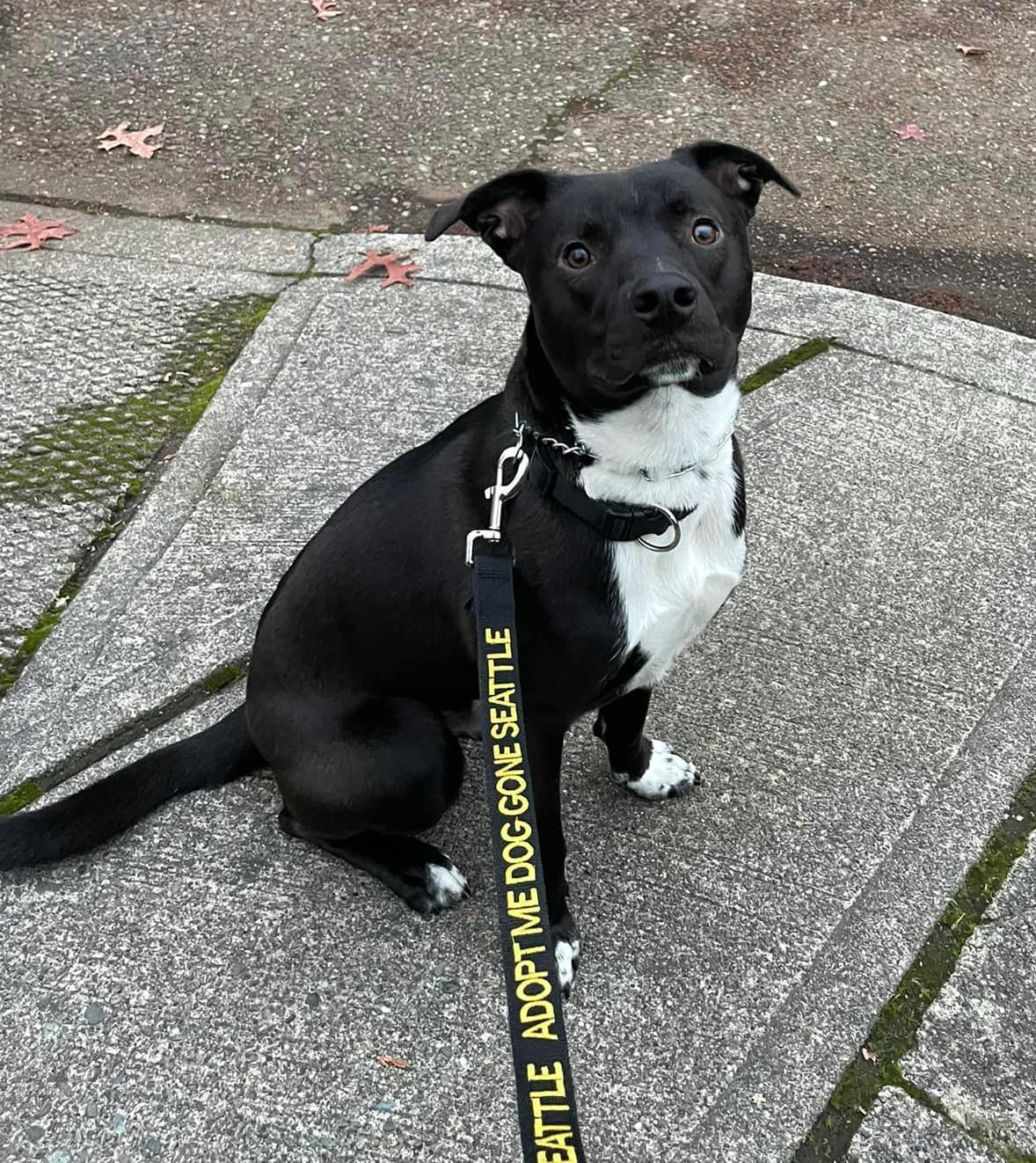 Page, a Adopted mixed breed in Bothell, WA image 3/3
