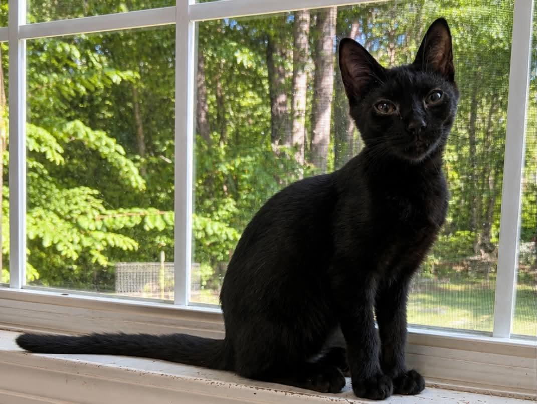 Sprite C Grace, Adoptable, Kitten Male Domestic Short Hair.