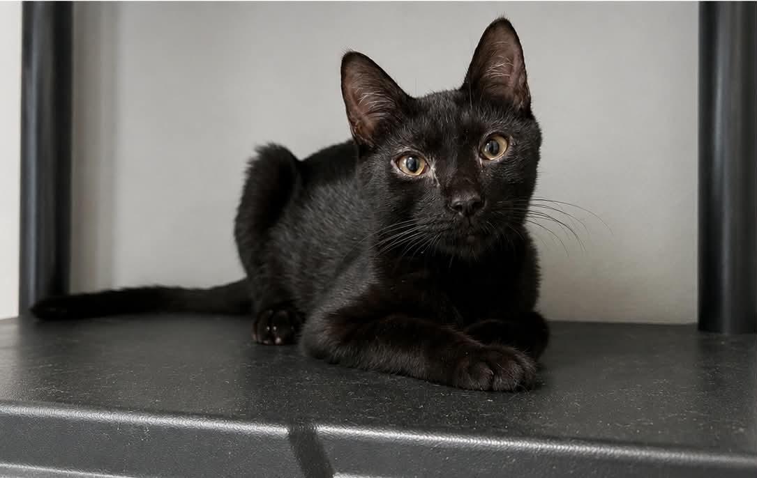 Enlarge Sprite C Grace, a Adoptable Domestic Short Hair in Saunderstown, RI image 2/3