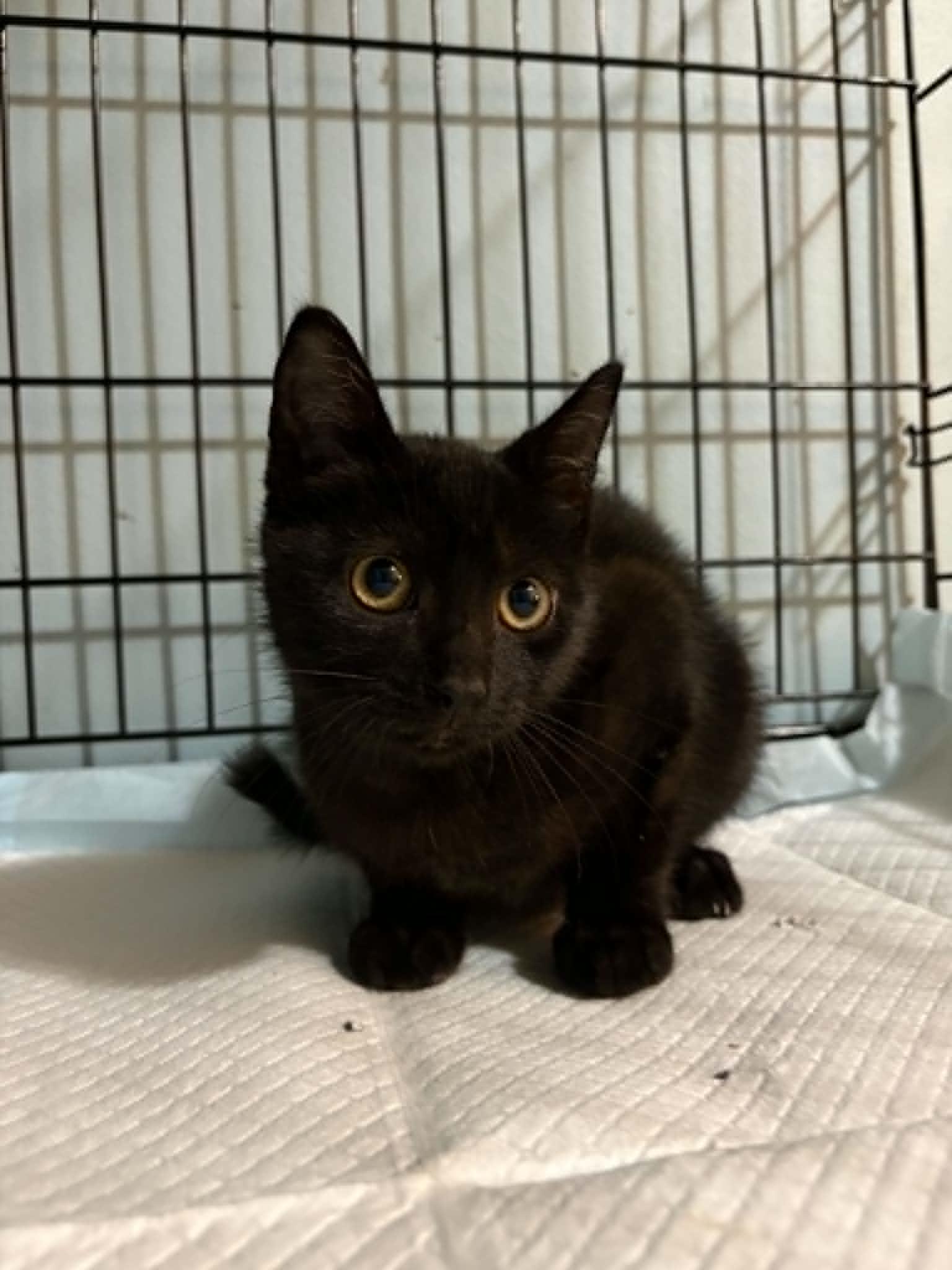 Enlarge Sprite C Grace, a Adoptable Domestic Short Hair in Saunderstown, RI image 3/3