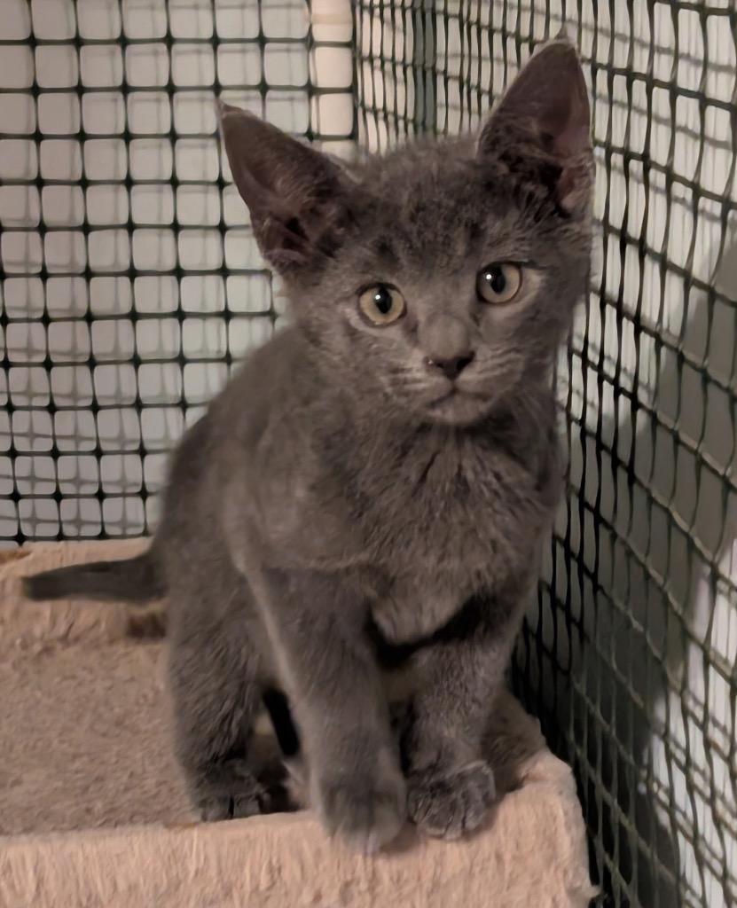 Enlarge Casper, a Adoptable mixed breed in Fort Oglethorpe, GA image 1/1