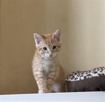 Enlarge Juice, an adopted Domestic Short Hair in Berkeley, CA image 1/1