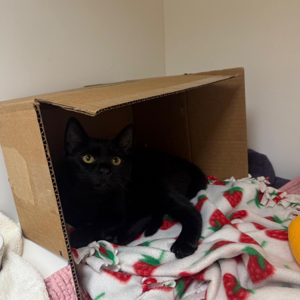 Jeepers, Adoptable, Kitten Male Domestic Short Hair.