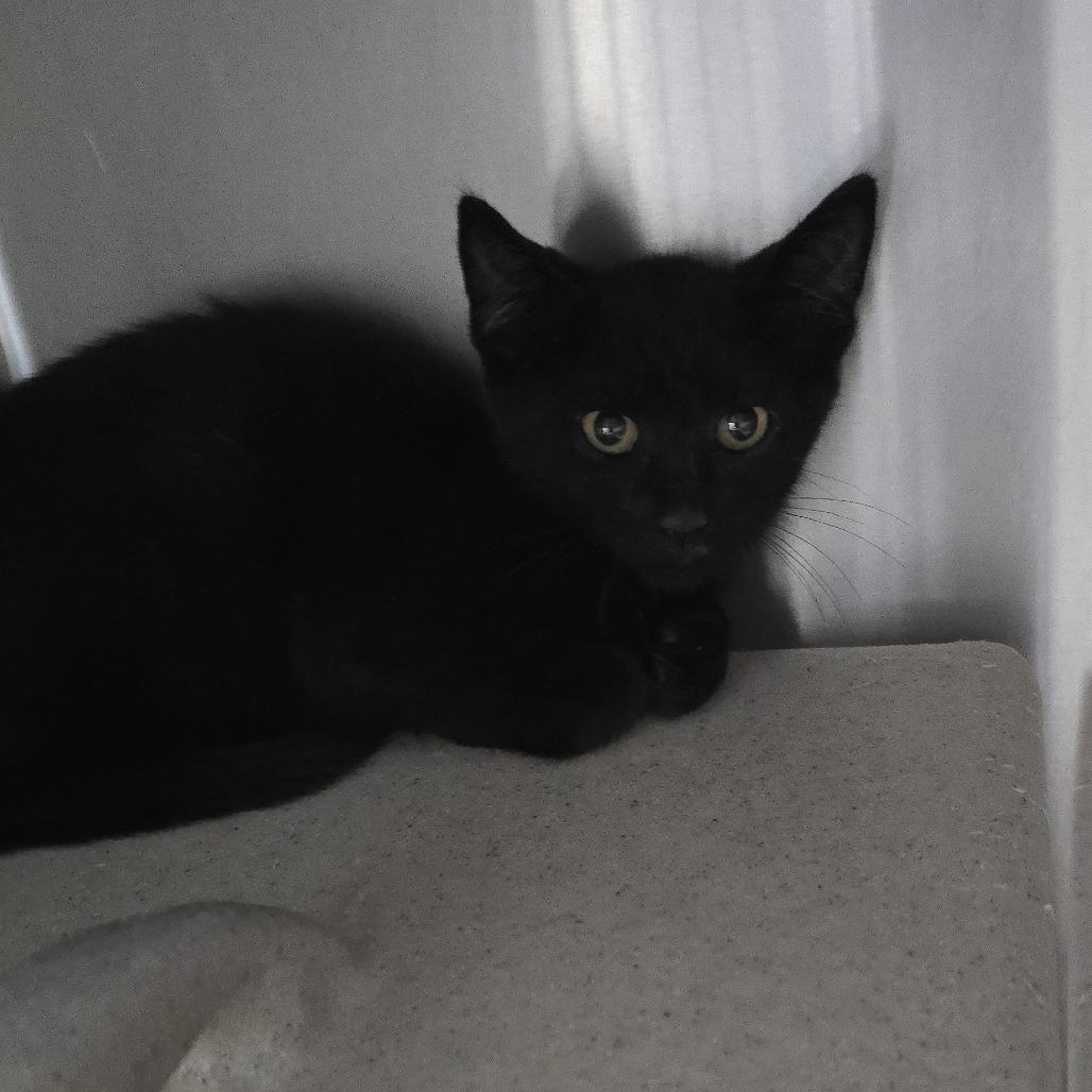 Enlarge Jeepers, a Adoptable Domestic Short Hair in Mebane, NC image 2/6
