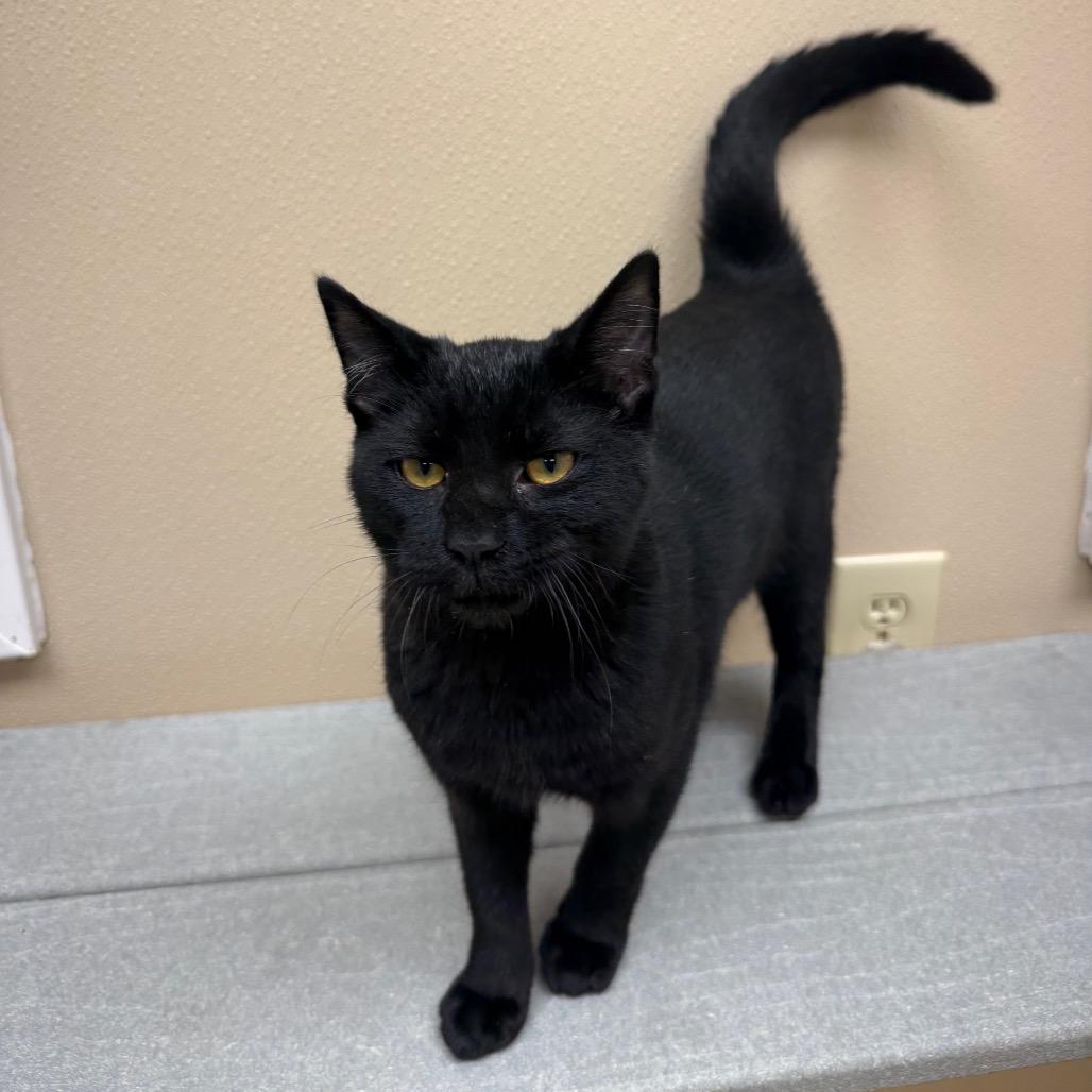Enlarge Jeepers, a Adoptable Domestic Short Hair in Mebane, NC image 3/6