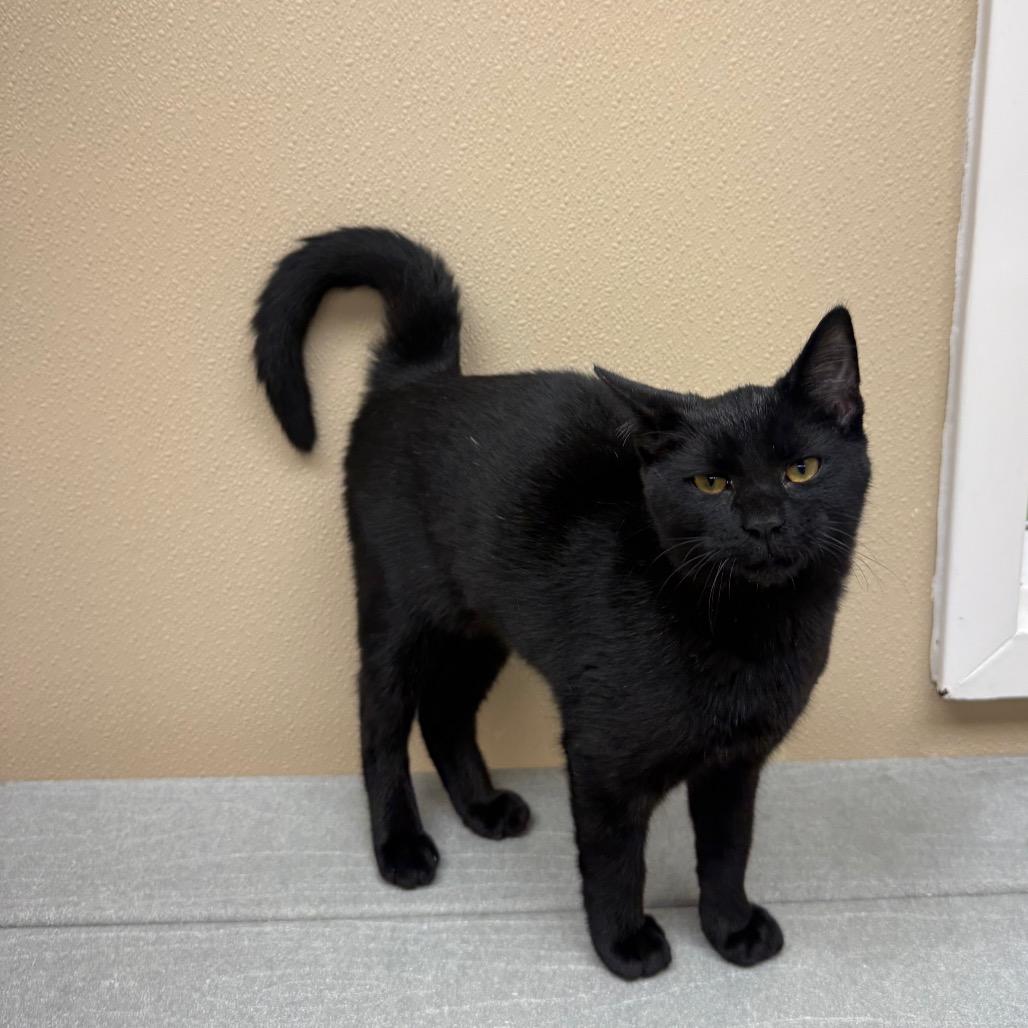 Enlarge Jeepers, a Adoptable Domestic Short Hair in Mebane, NC image 4/6