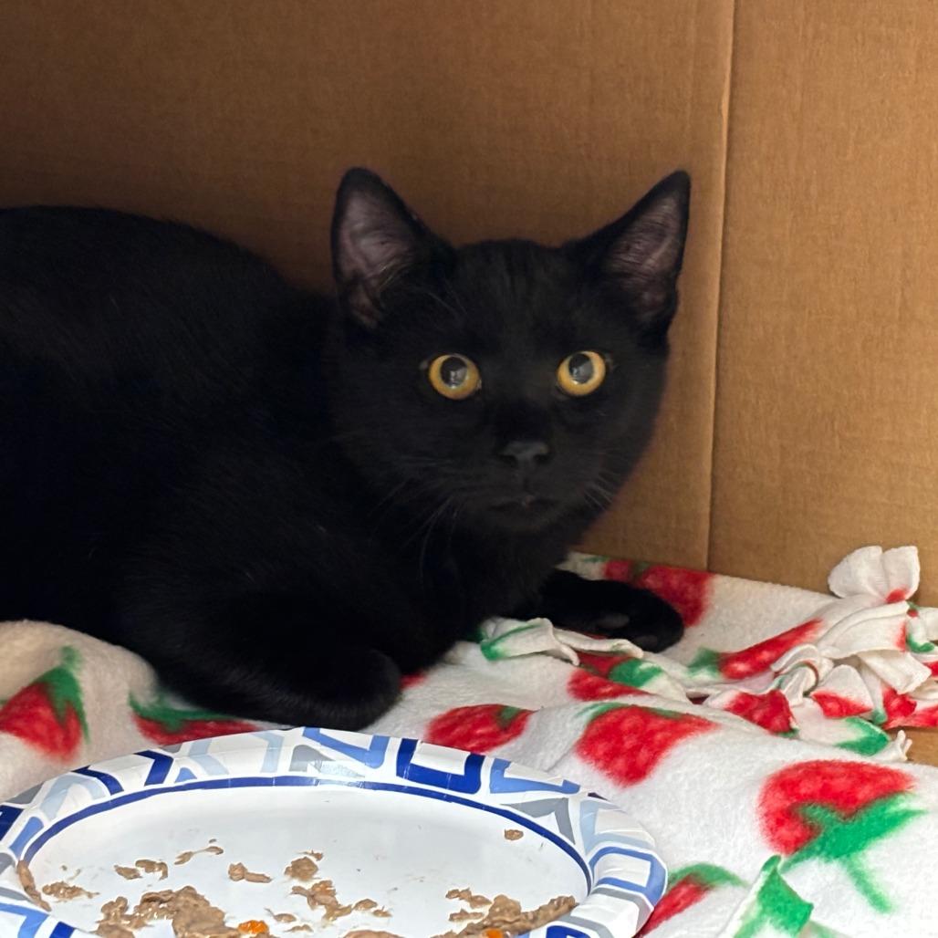 Enlarge Jeepers, a Adoptable Domestic Short Hair in Mebane, NC image 5/6