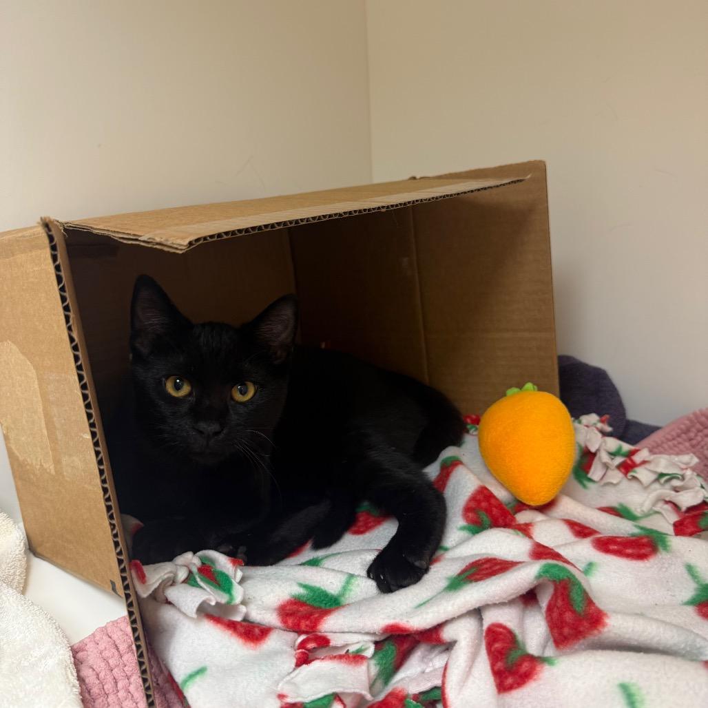 Enlarge Jeepers, a Adoptable Domestic Short Hair in Mebane, NC image 6/6