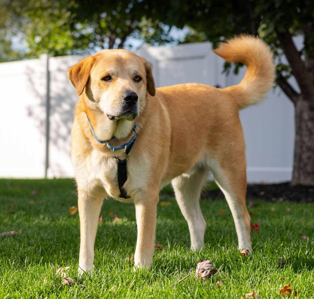 Diesel - I'll Be Home for Christmas Promo, Adoptable, Young Male Golden Retriever & Great Pyrenees.