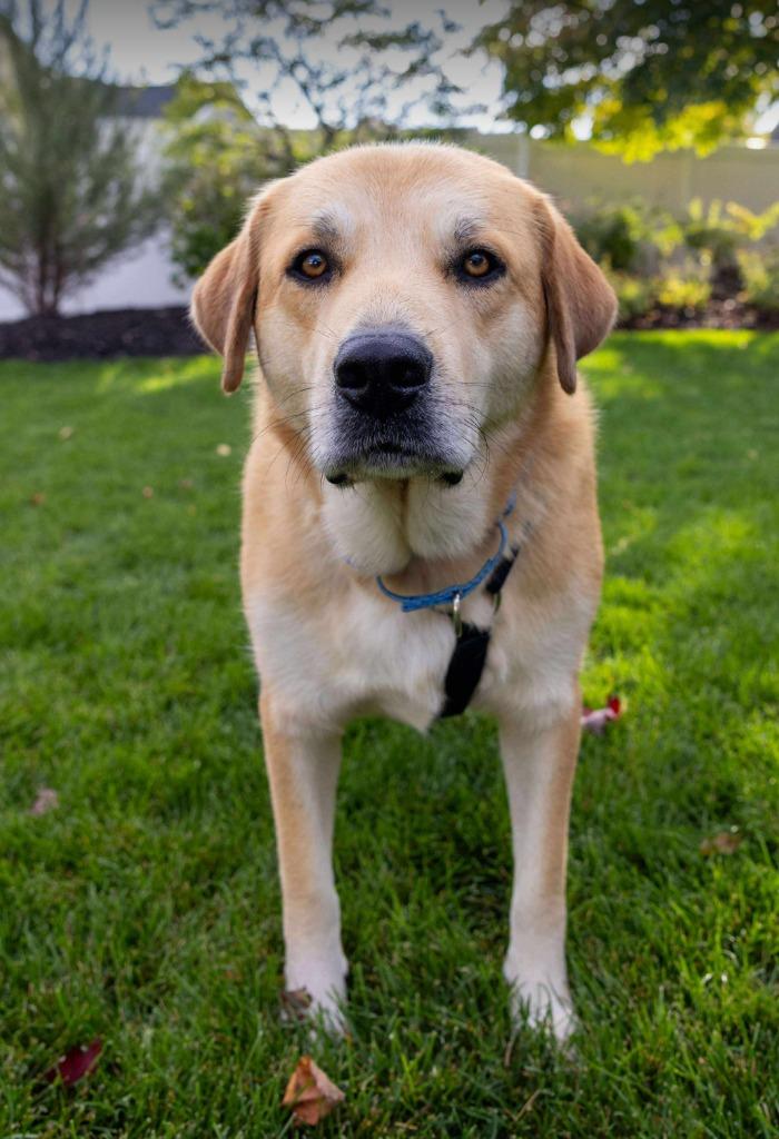 Diesel - I'll Be Home for Christmas Promo, a Adoptable mixed breed in Savage, MN image 3/5