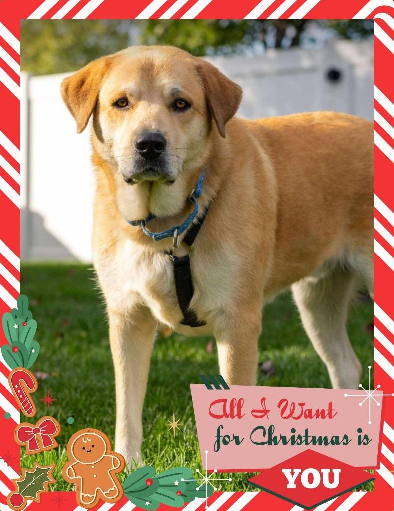 Diesel - I'll Be Home for Christmas Promo, Adoptable, Young Male Golden Retriever & Great Pyrenees.