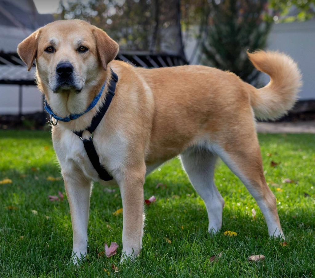 Diesel - I'll Be Home for Christmas Promo, a Adoptable mixed breed in Savage, MN image 4/5