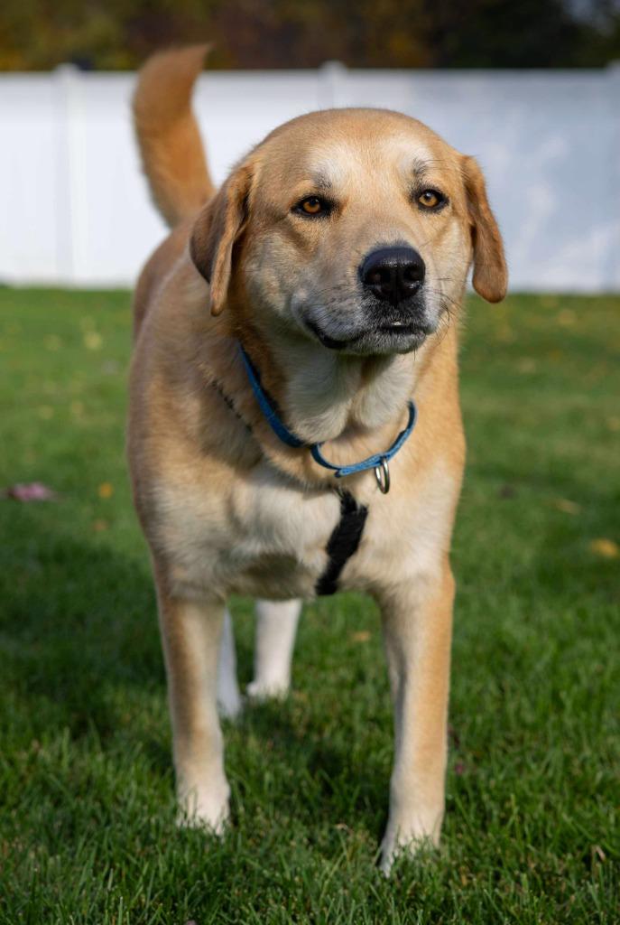 Diesel - I'll Be Home for Christmas Promo, a Adoptable mixed breed in Savage, MN image 4/5