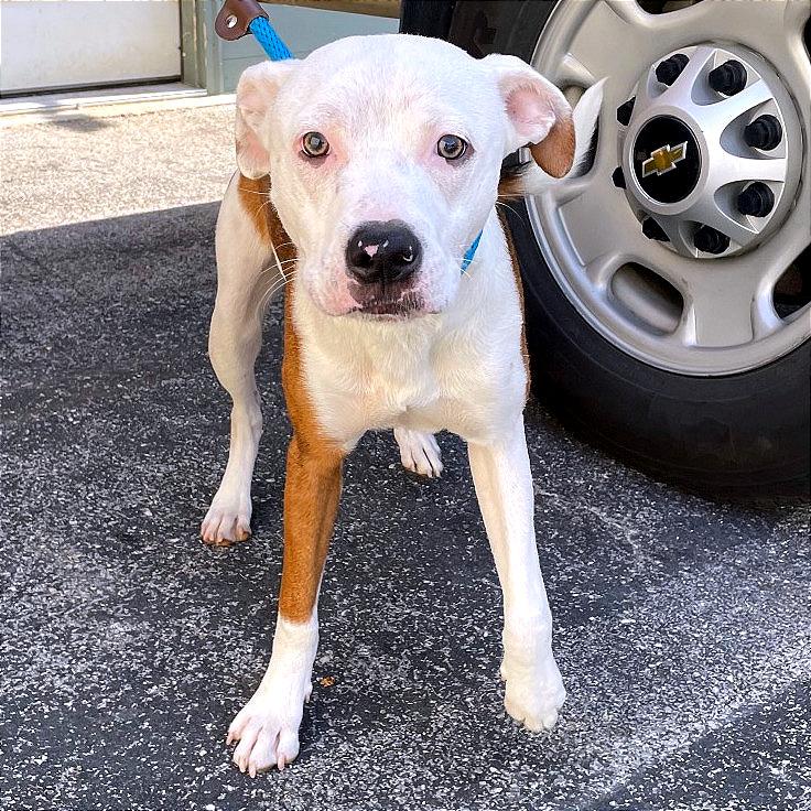 Enlarge Shiloh, a Adoptable Mixed Breed in Chattanooga, TN image 1/4