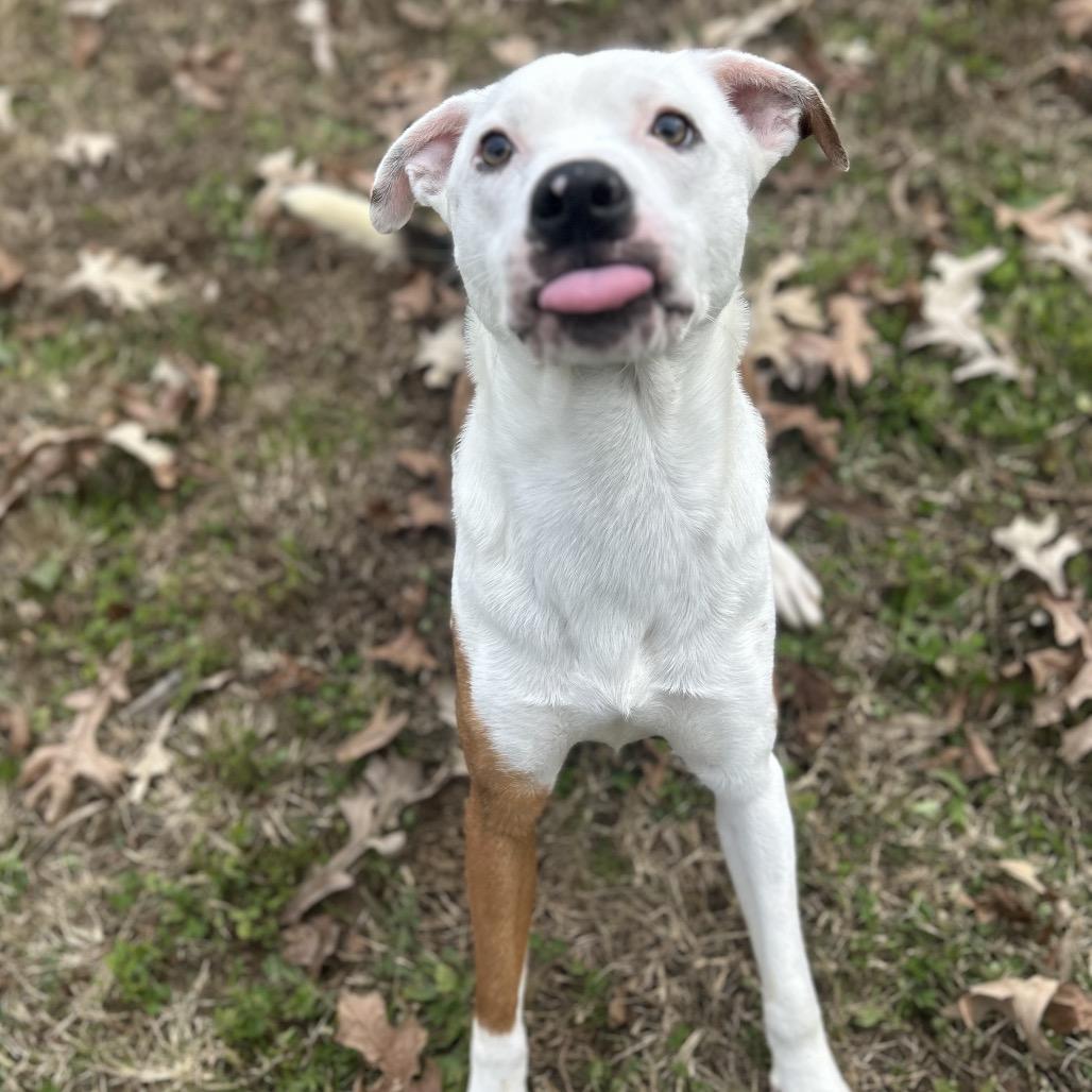 Shiloh, Adoptable, Adult Male Mixed Breed.