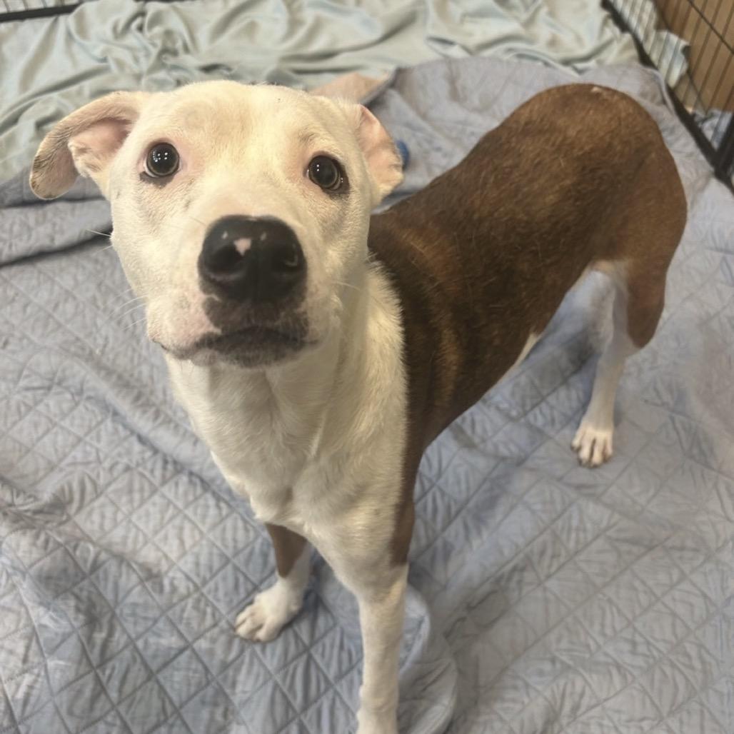 Enlarge Shiloh, a Adoptable Mixed Breed in Chattanooga, TN image 2/3