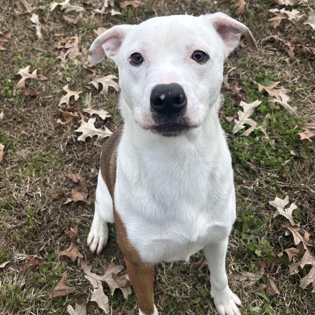 Enlarge Shiloh, a Adoptable Mixed Breed in Chattanooga, TN image 3/3