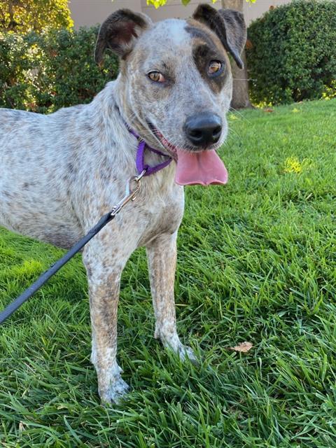 NALA, Adoptable, Adult Female Australian Cattle Dog / Blue Heeler & Mixed Breed.