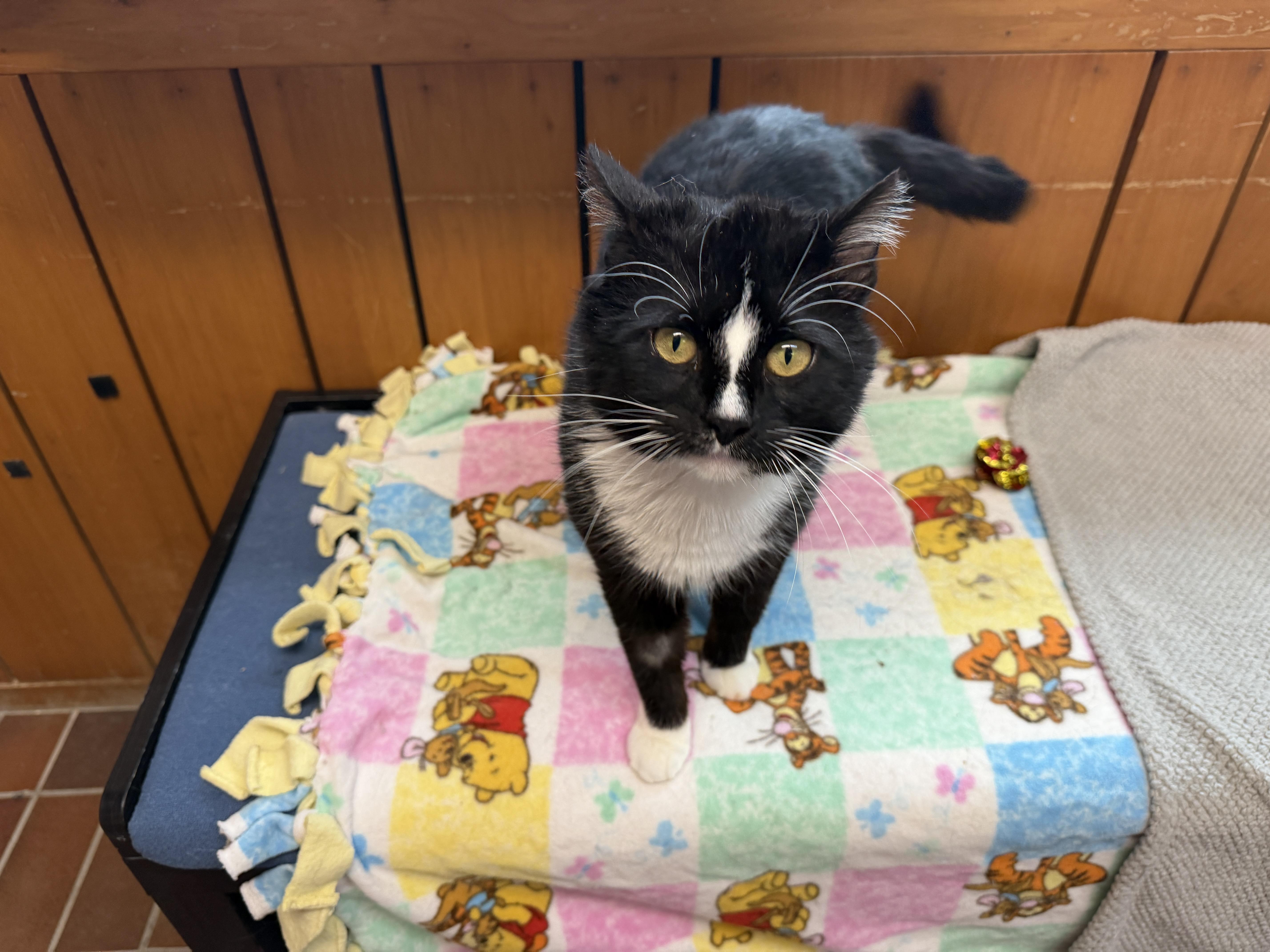 Enlarge Chester, a ADOPTABLE Domestic Short Hair in Des Moines, IA image 4/4