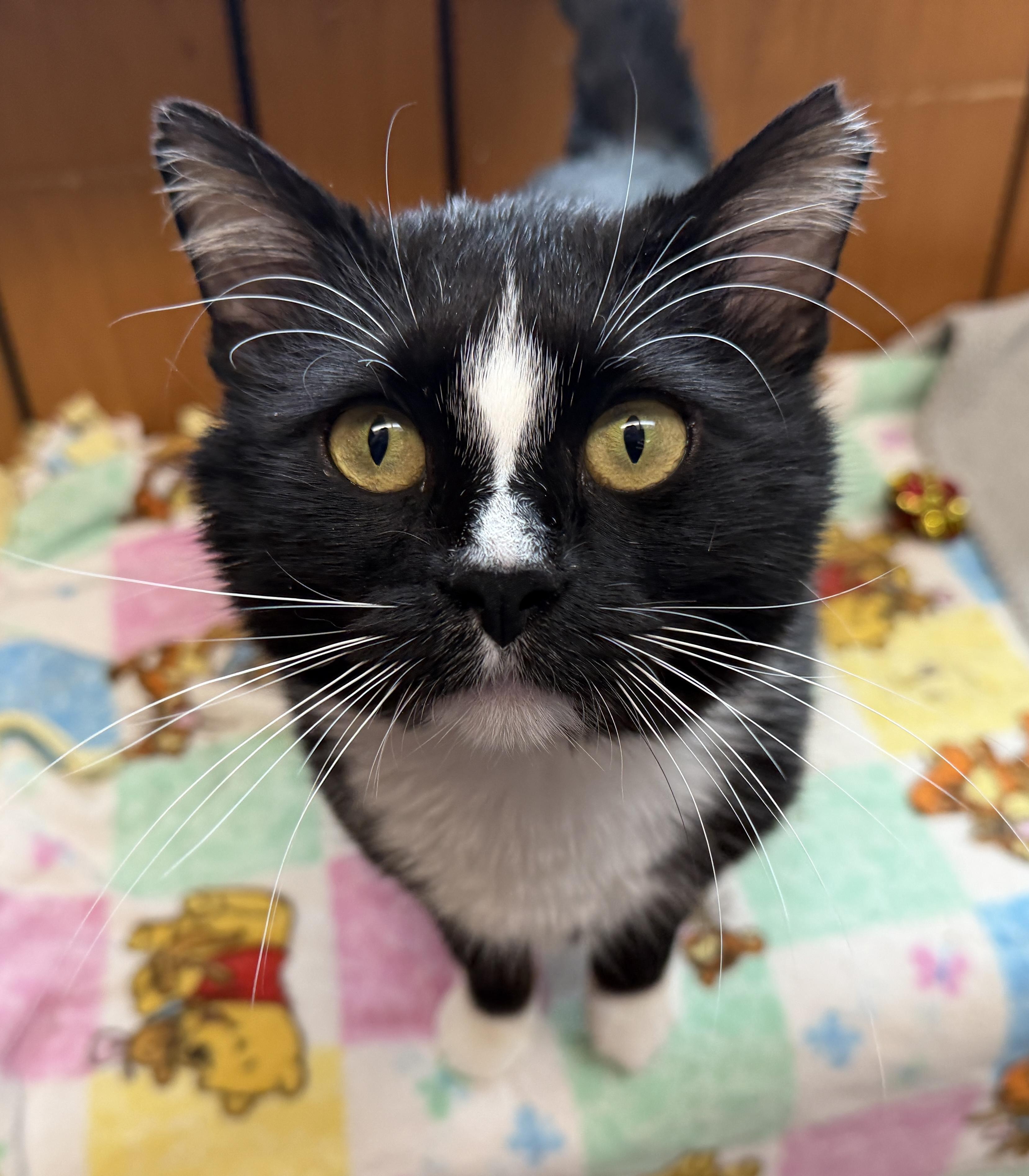 Enlarge Chester, a ADOPTABLE Domestic Short Hair in Des Moines, IA image 2/4