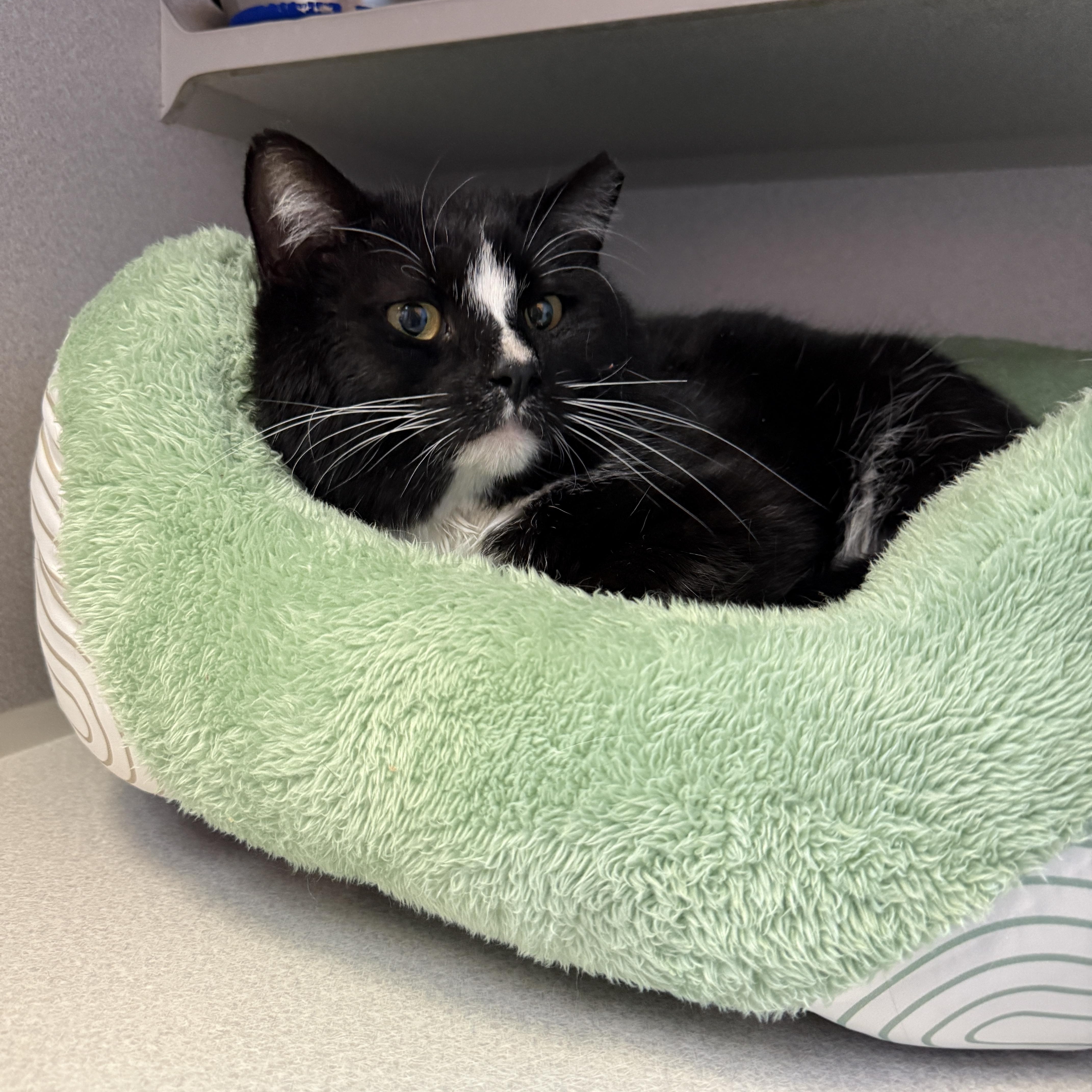 Enlarge Chester, a ADOPTABLE Domestic Short Hair in Des Moines, IA image 3/4