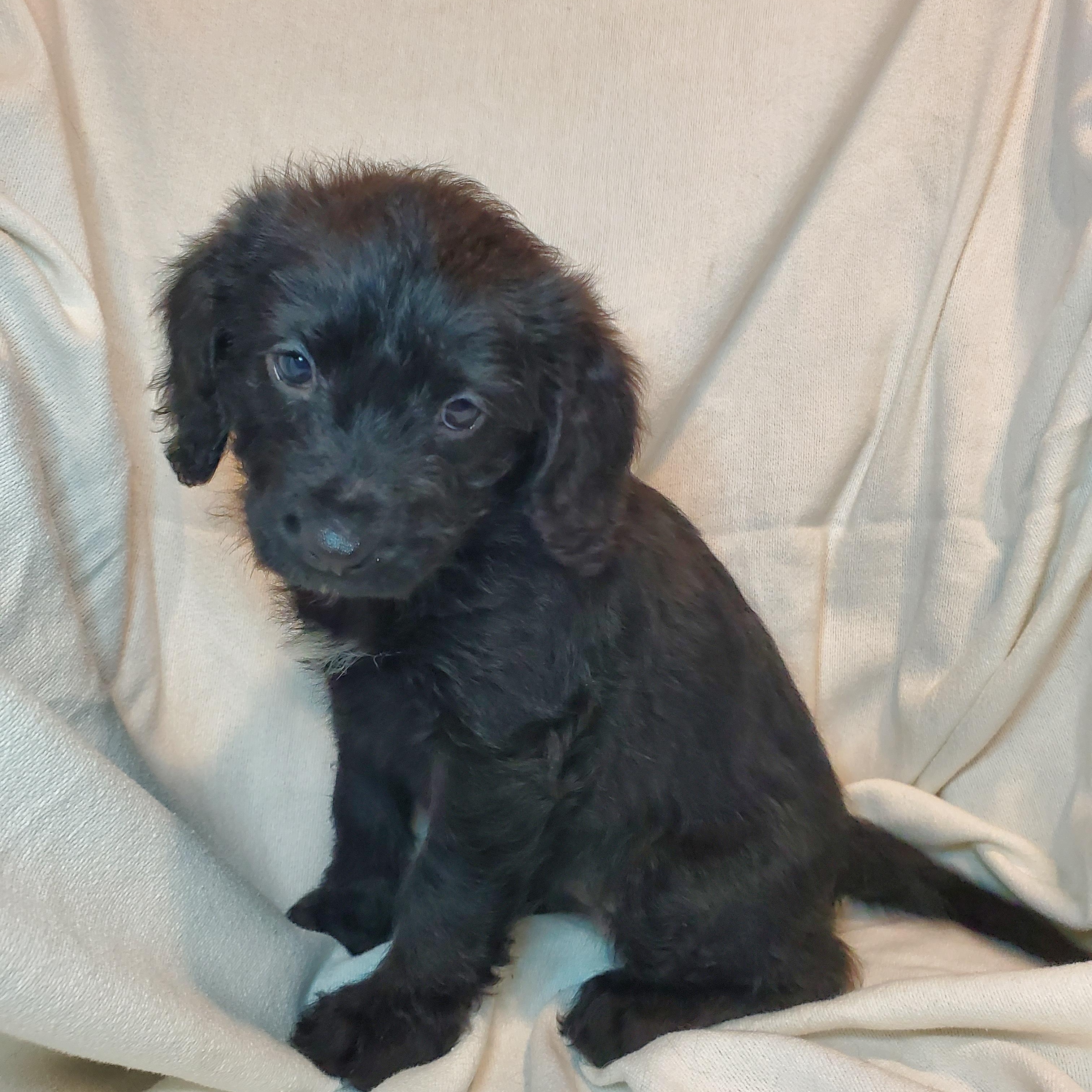 Enlarge Claire, a Adoptable mixed breed in Blairstown, NJ image 2/6