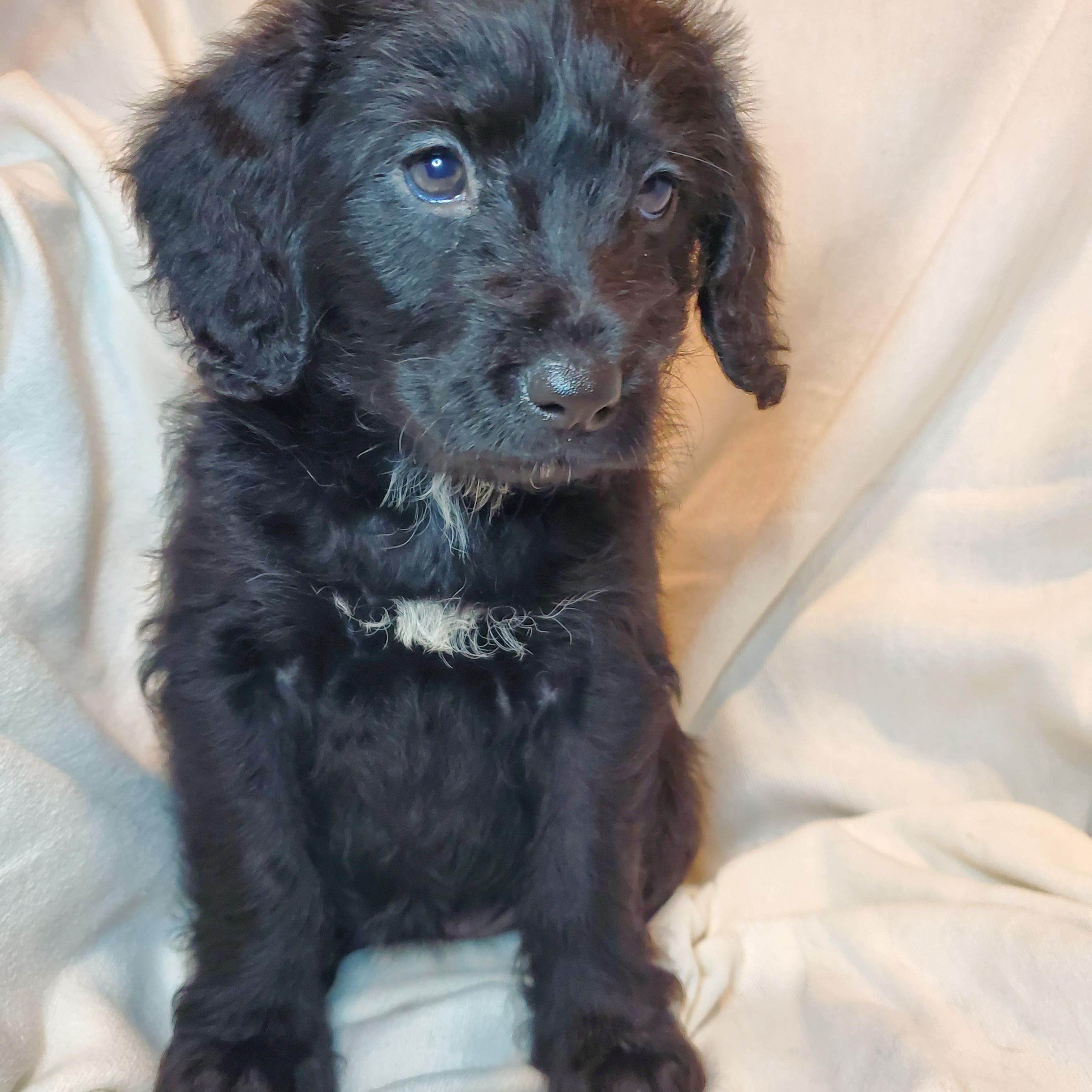 Claire, Adoptable, Puppy Female Poodle & Mixed Breed.