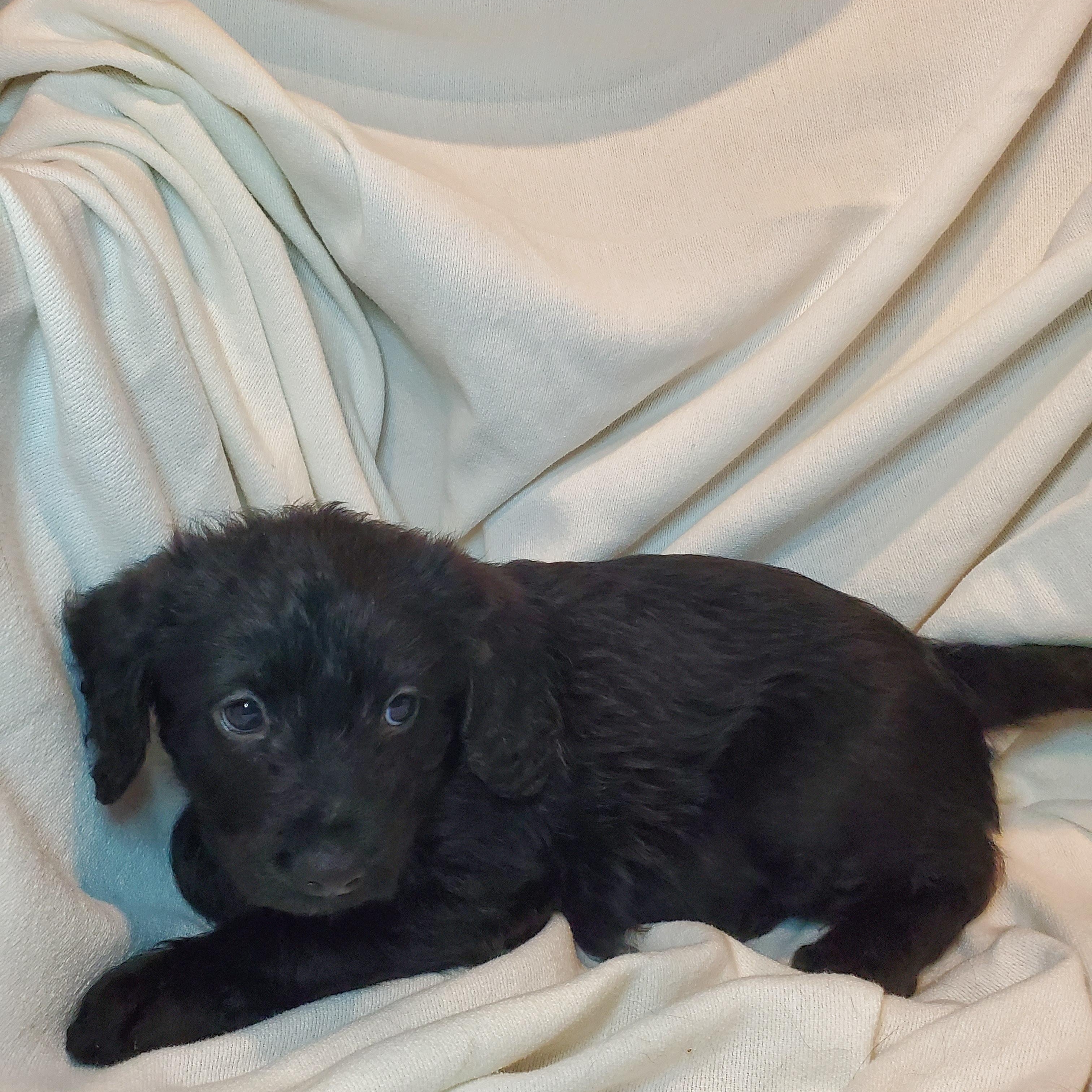 Enlarge Claire, a Adoptable mixed breed in Blairstown, NJ image 5/6