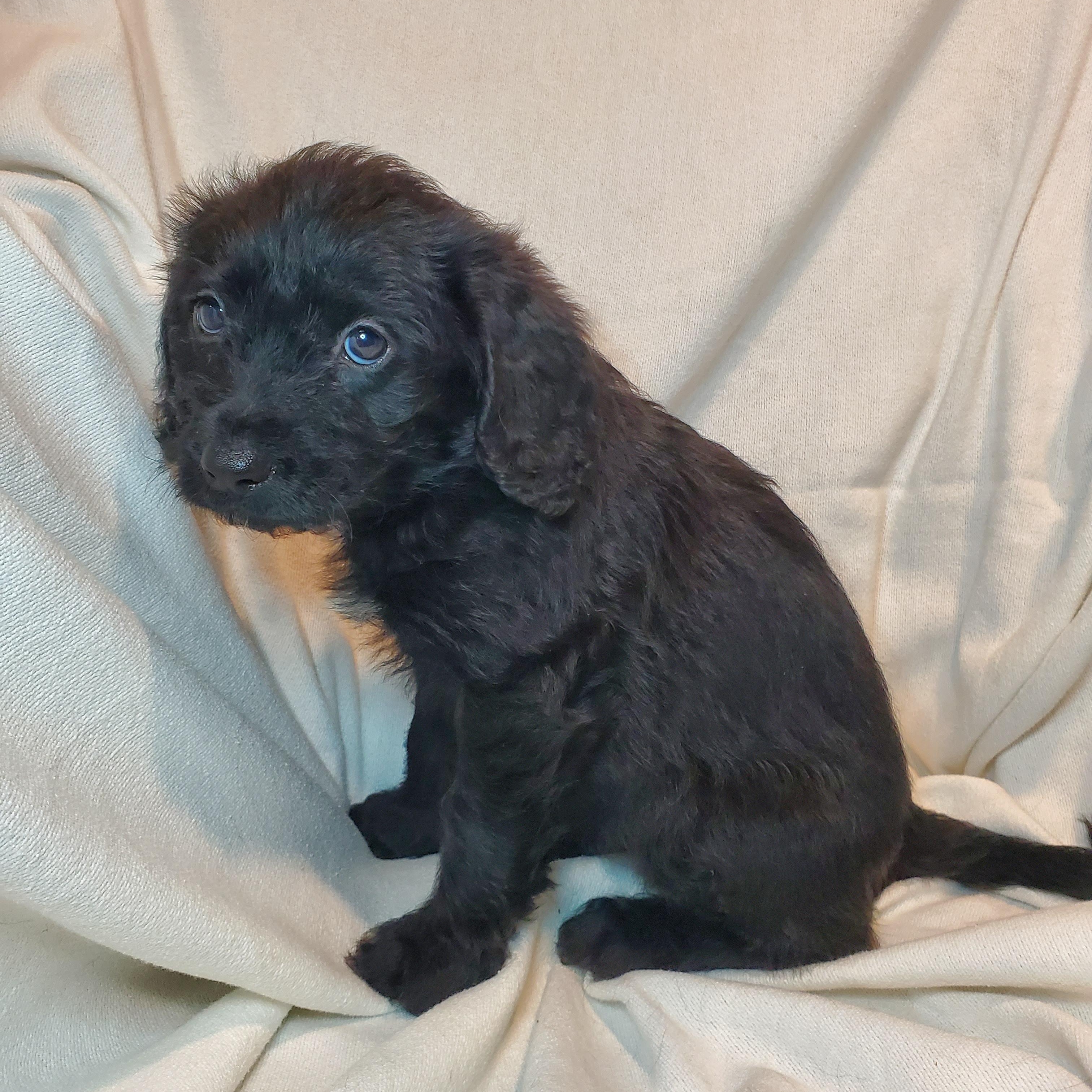 Enlarge Claire, a Adoptable mixed breed in Blairstown, NJ image 4/6